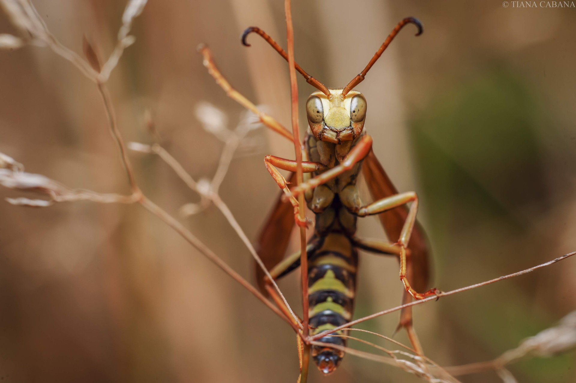 insect on branch