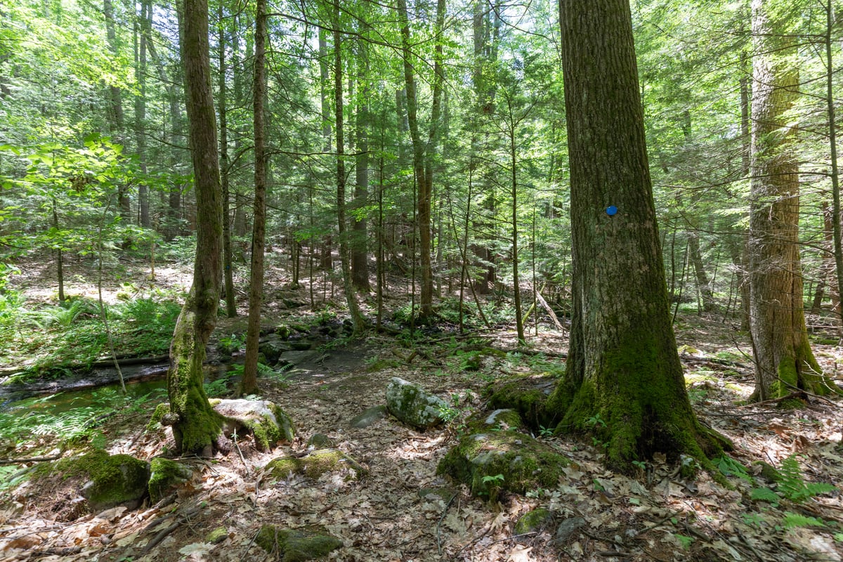 Tree trunks and branches seen throughout a forest. Dead and decaying leaves on the forest floor.