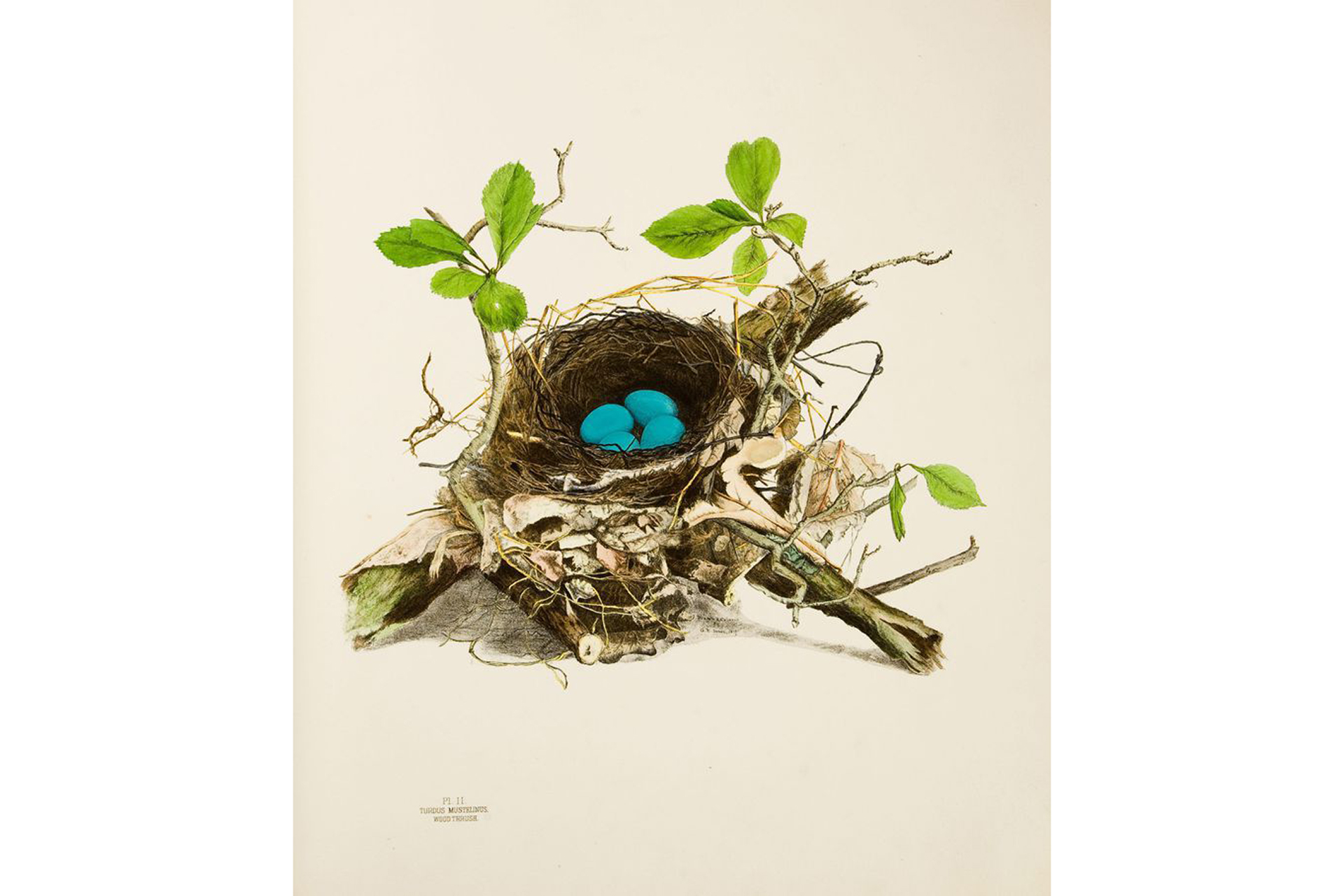 Lithograph plate of a nest with bright blue eggs inside