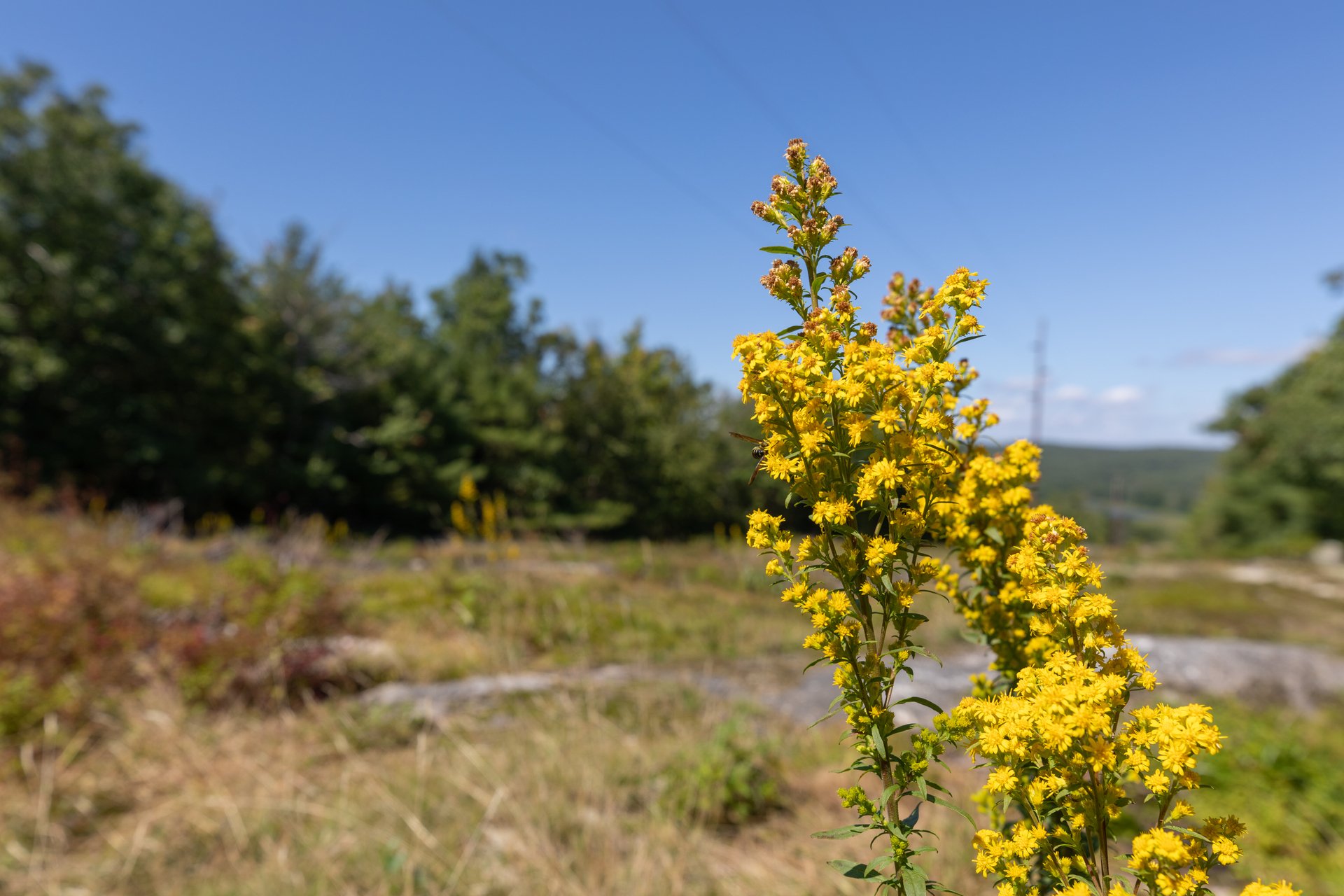 Yellow flower in focus, background is a clearing in a pine forest with tall grass and rocks.