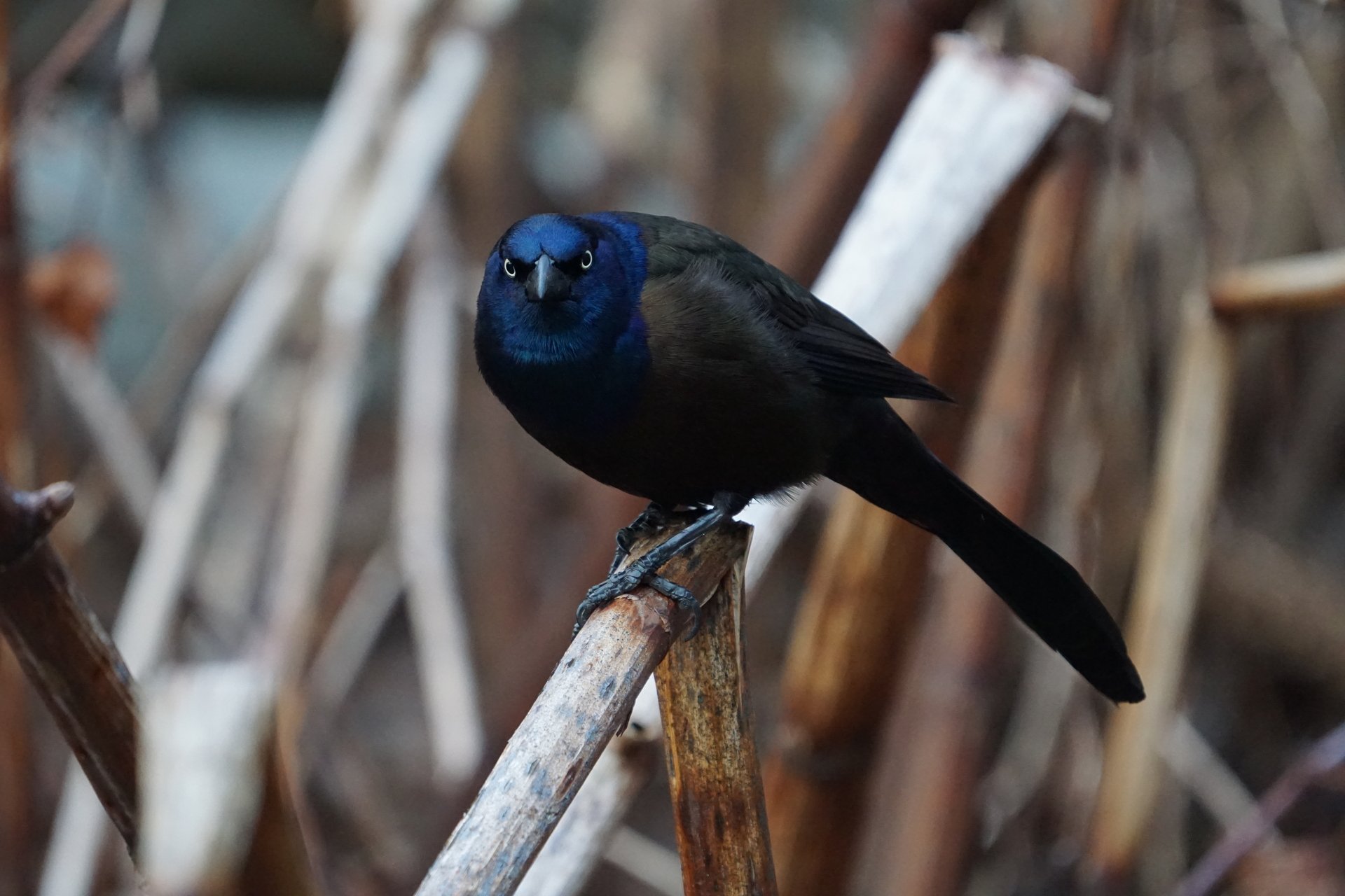 Common Grackle perched on reed