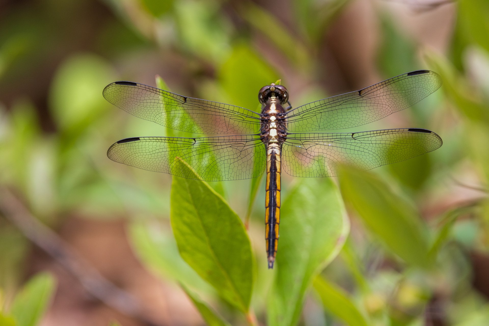 Dragonfly on plant