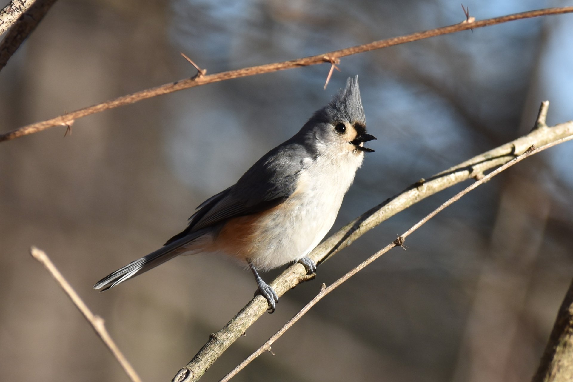 Tufted Titmouse on branch