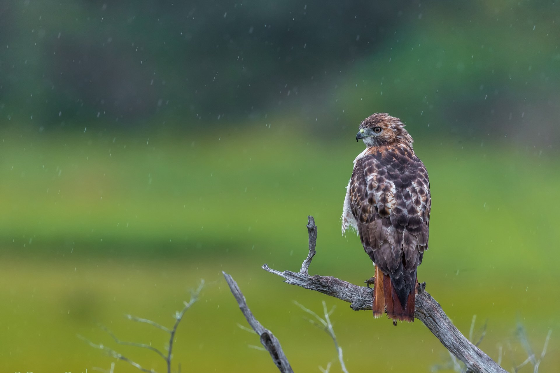 Red-tailed Hawk sitting on a branch