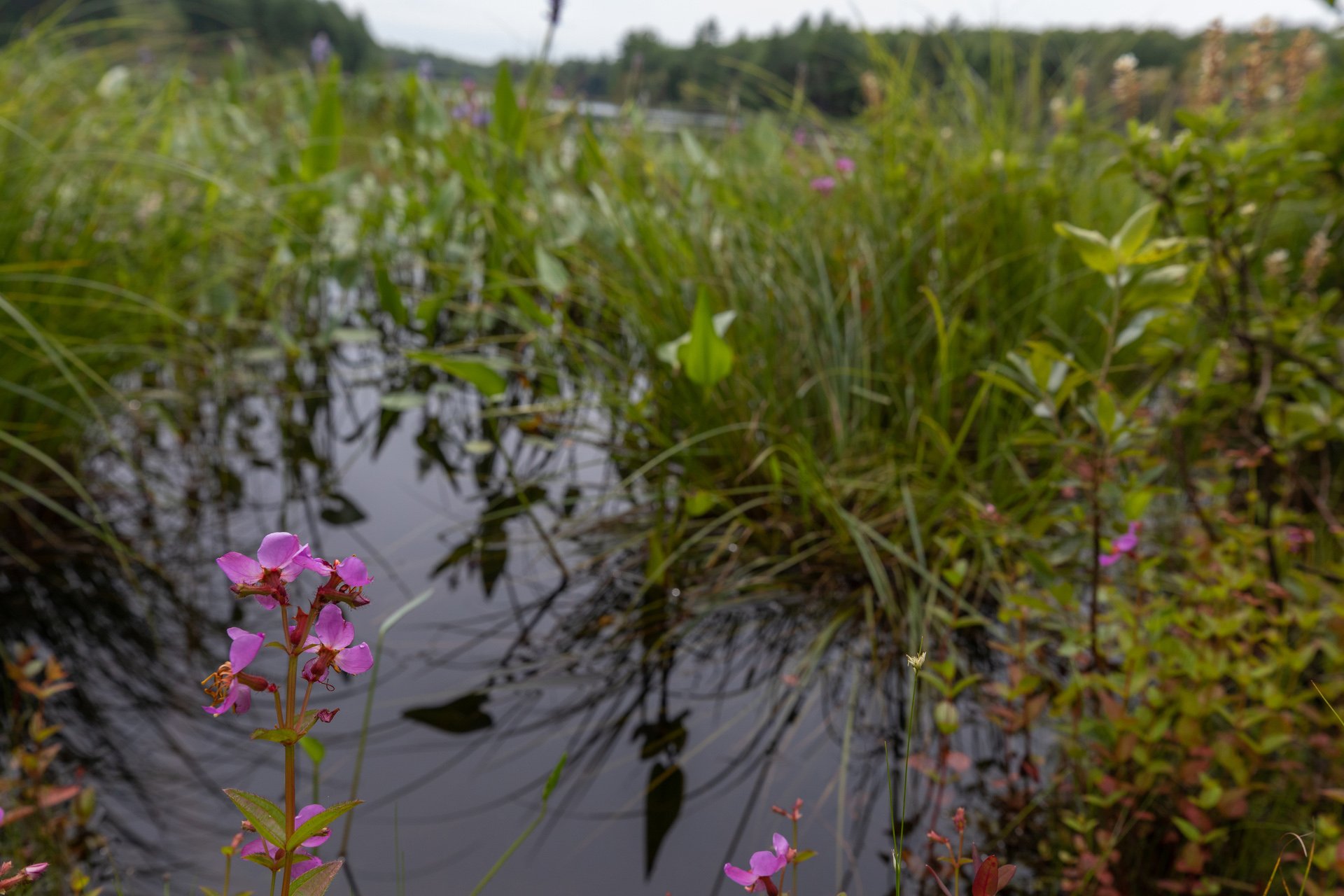 Pink flowers on a tall stem in focus, with a grassy wetland in the background.