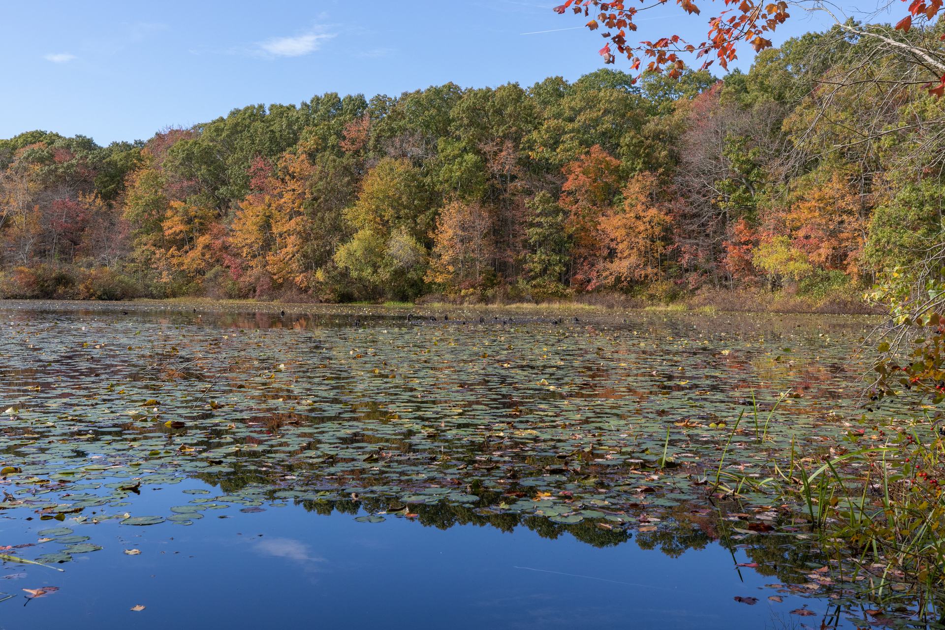 A pond with lily pads and a forest on behind.