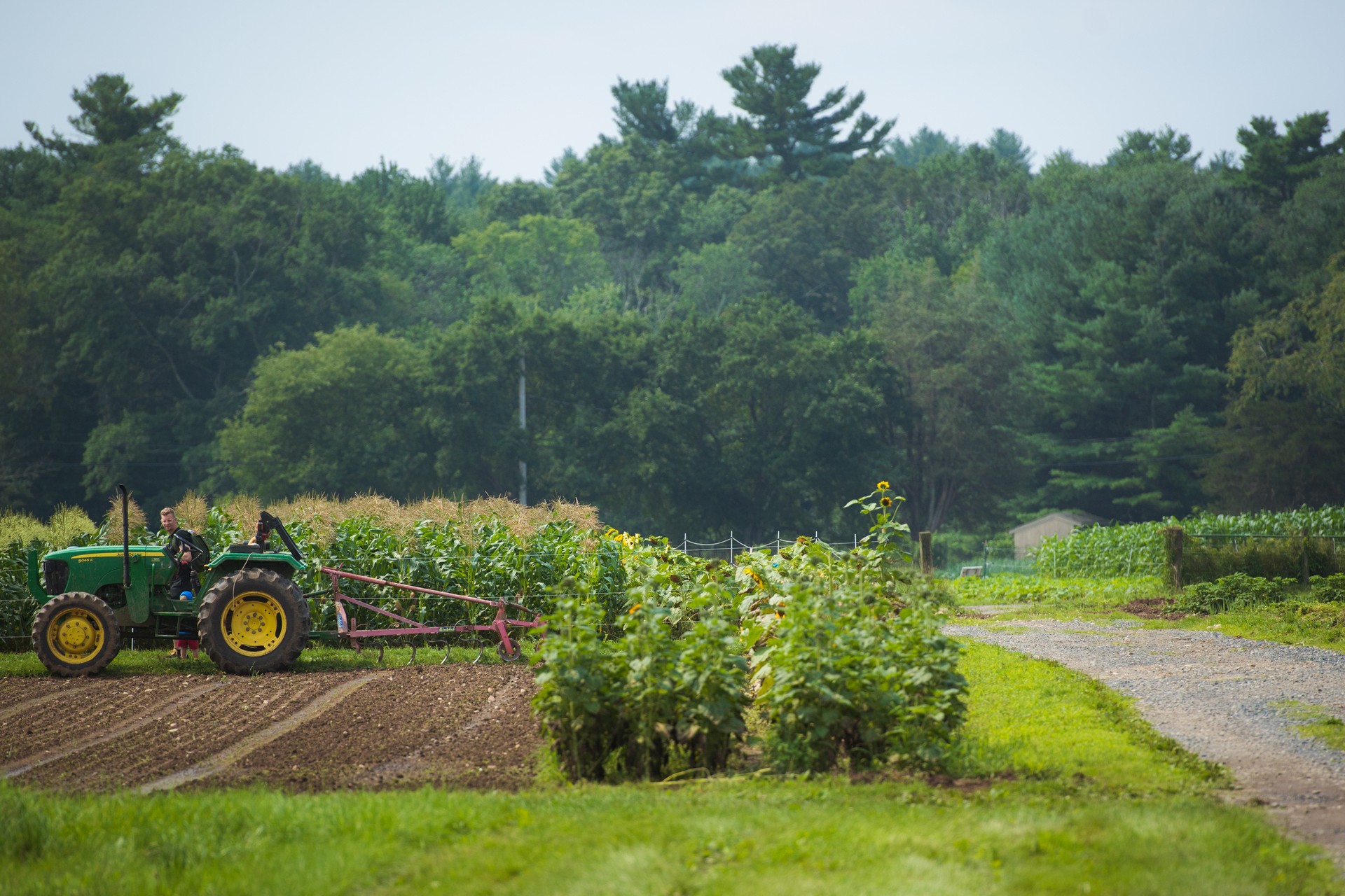 field with rows of plants and tractor