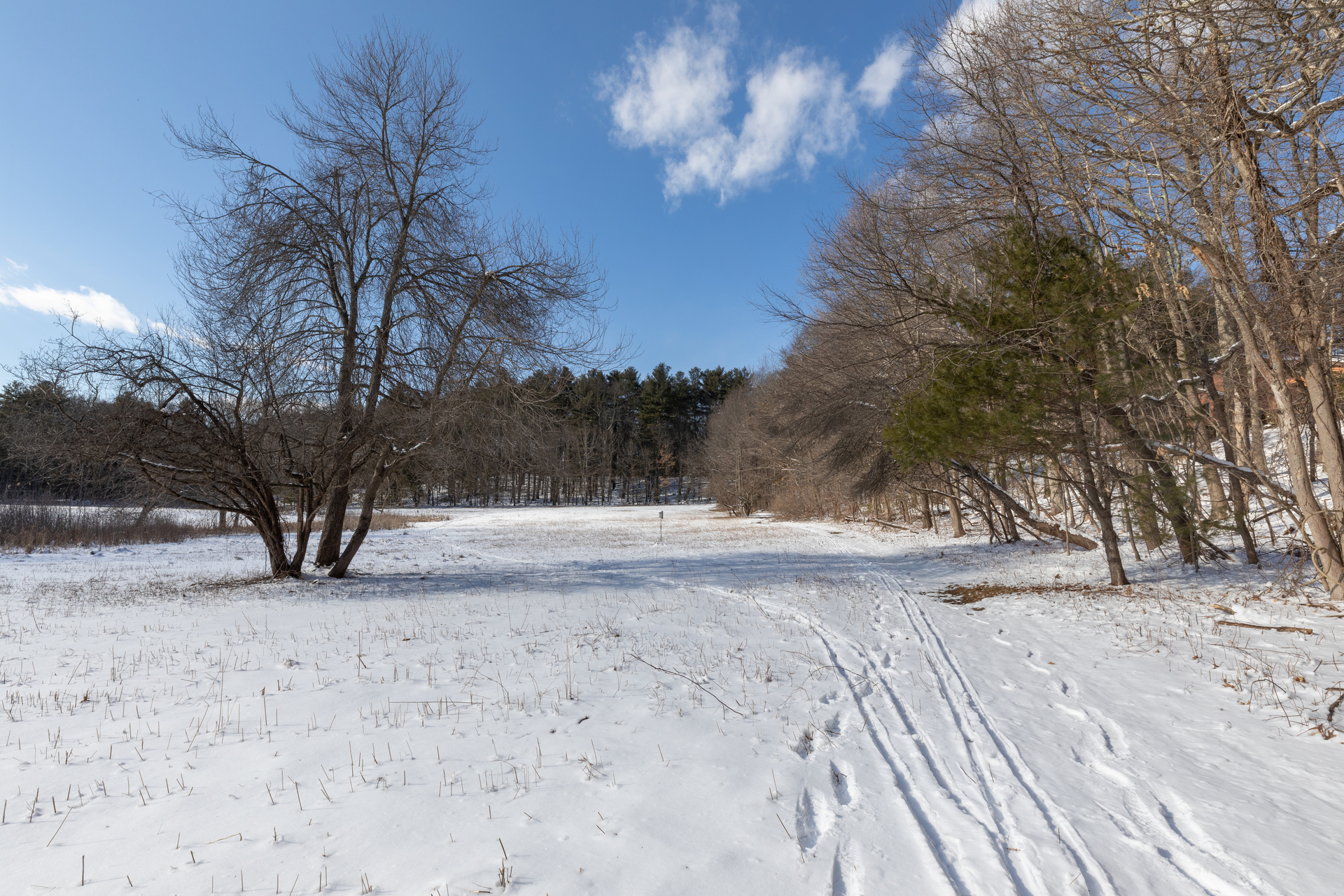 Tracks in Snow