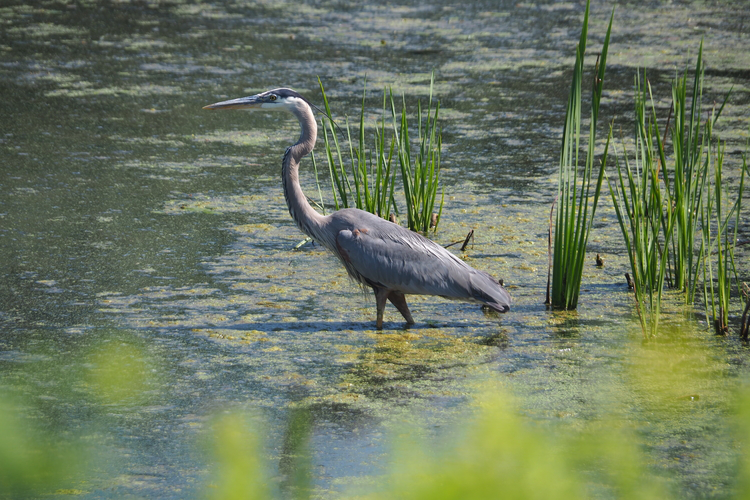 A Great Blue Heron wading in an algae pond.