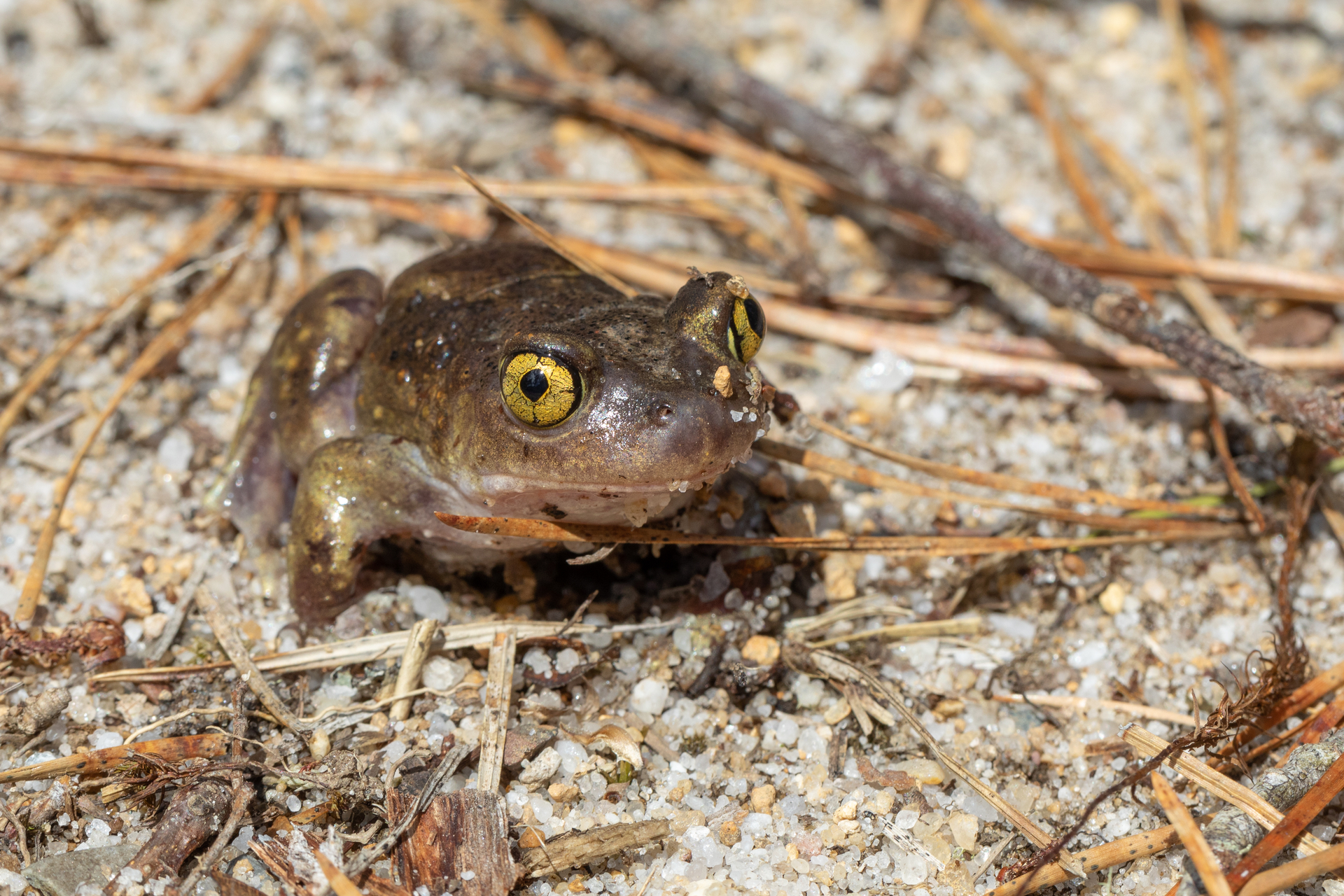 Closeup of an Eastern Spadefoot toad
