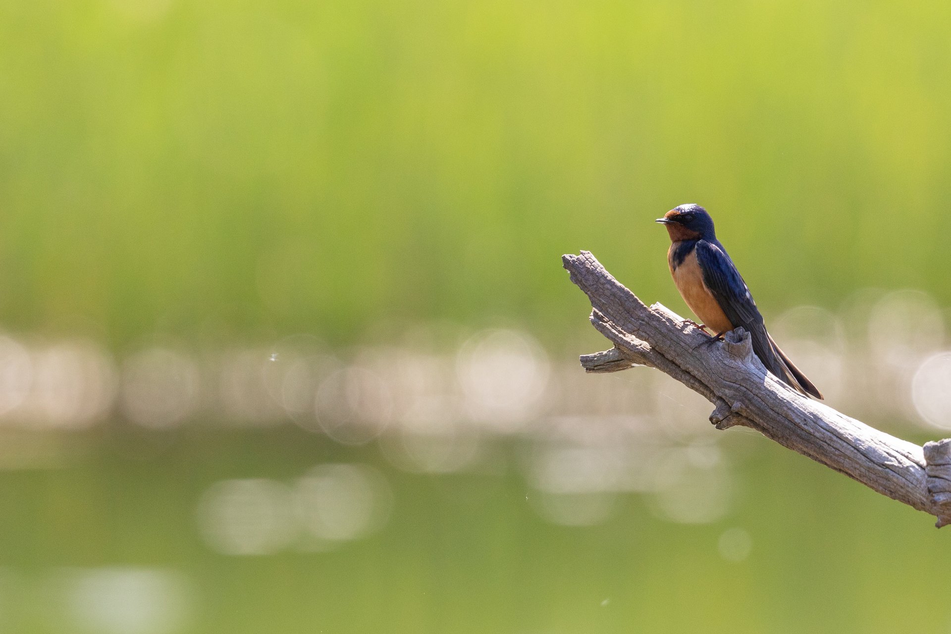 barn swallow on a branch