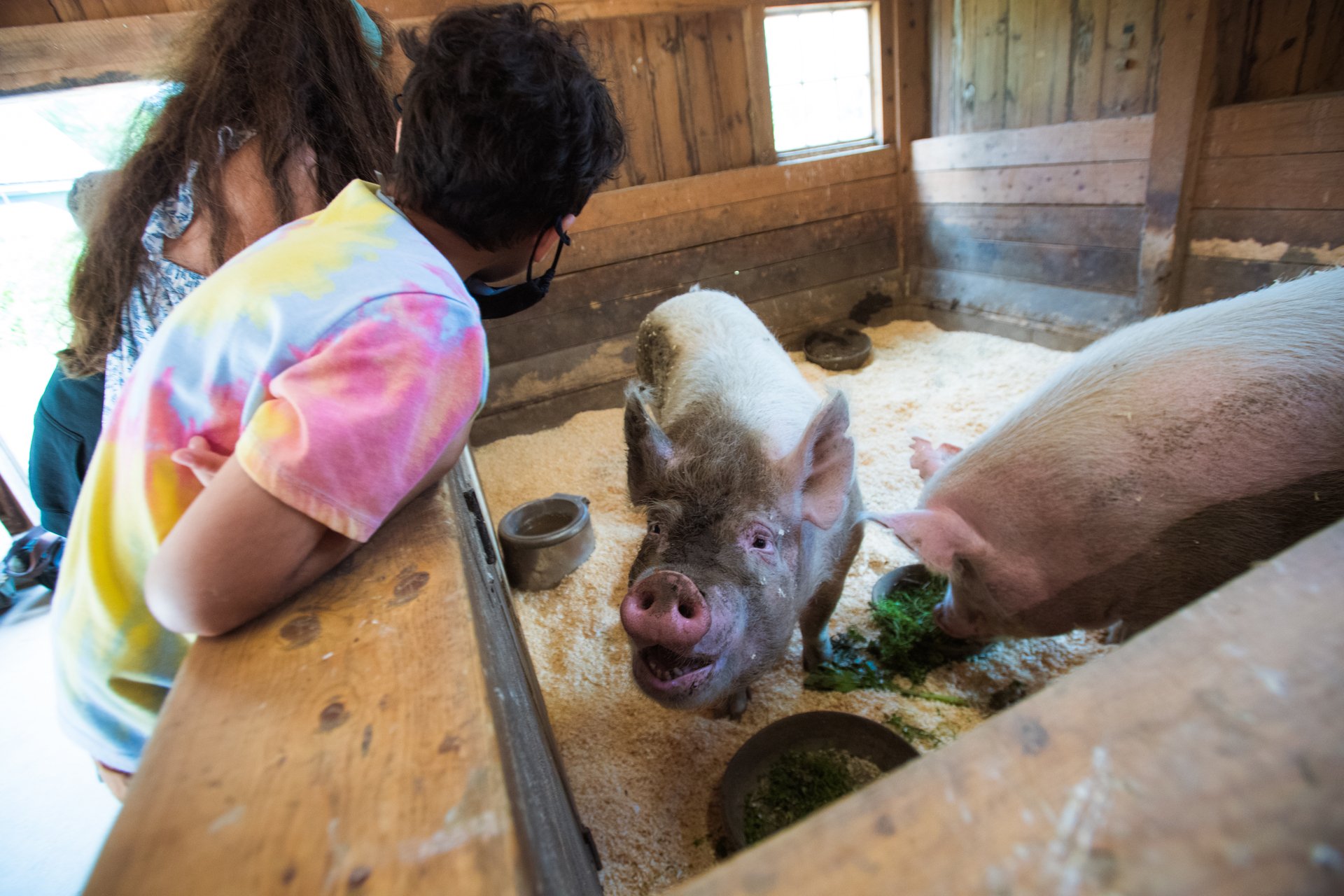 child looking into pig pen