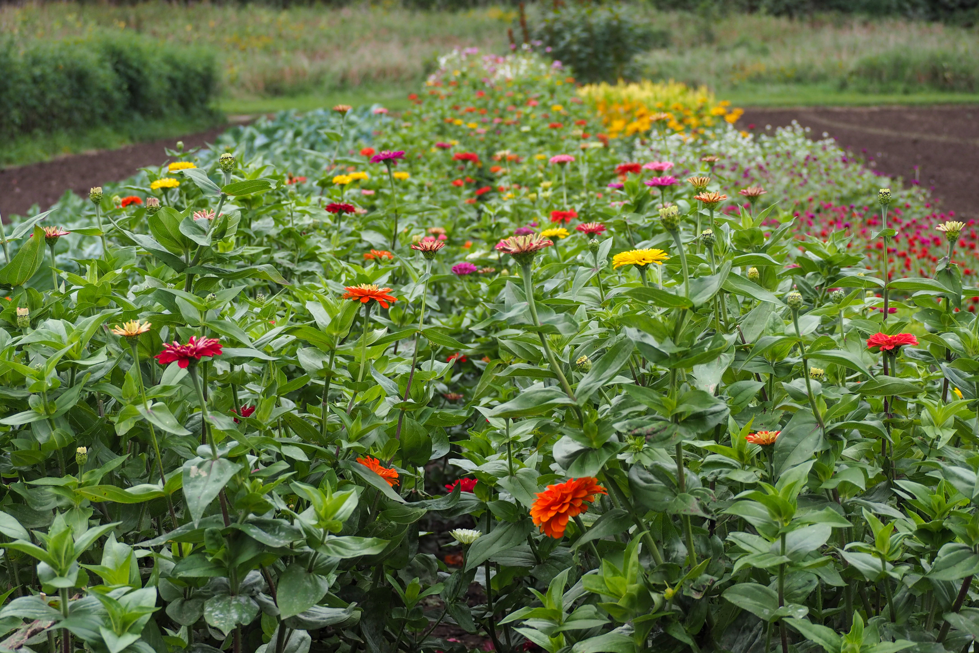 colorful flower patch