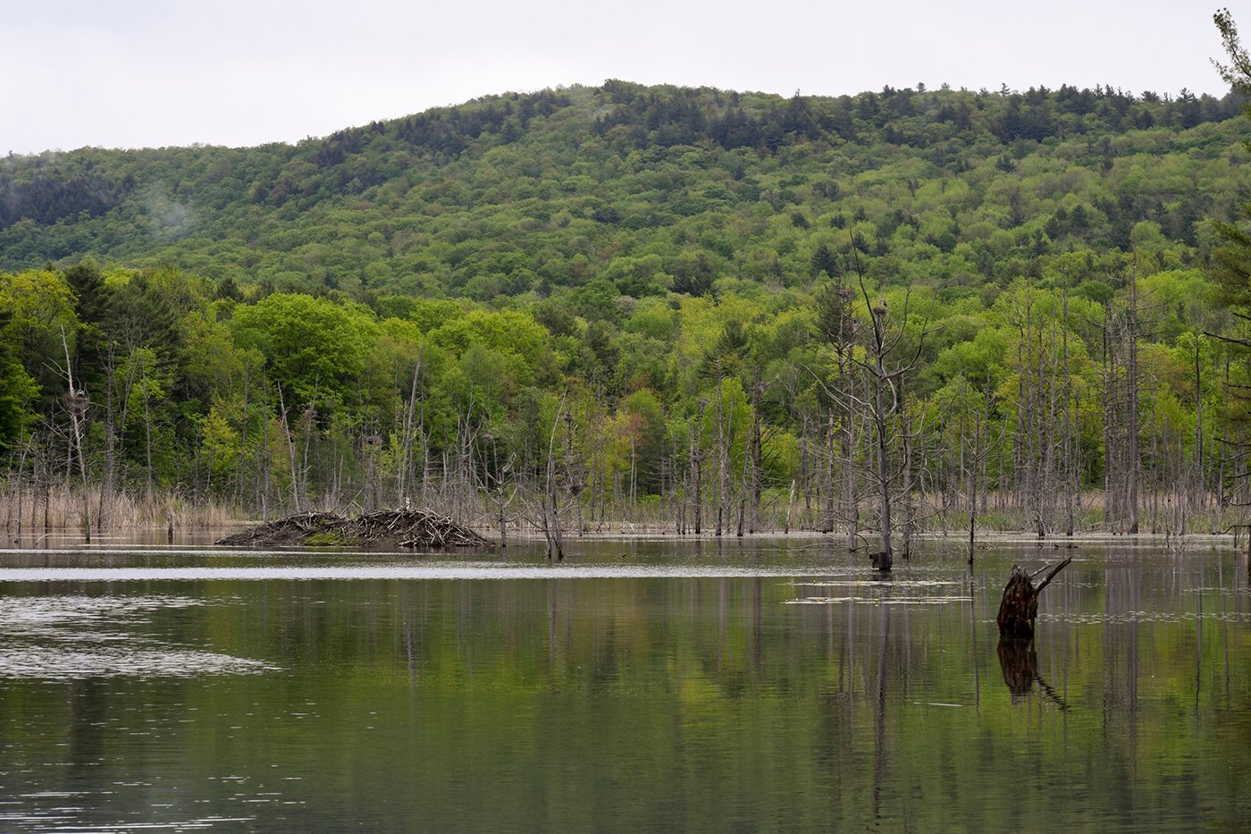 Pond with beaver lodge and green mountain in background