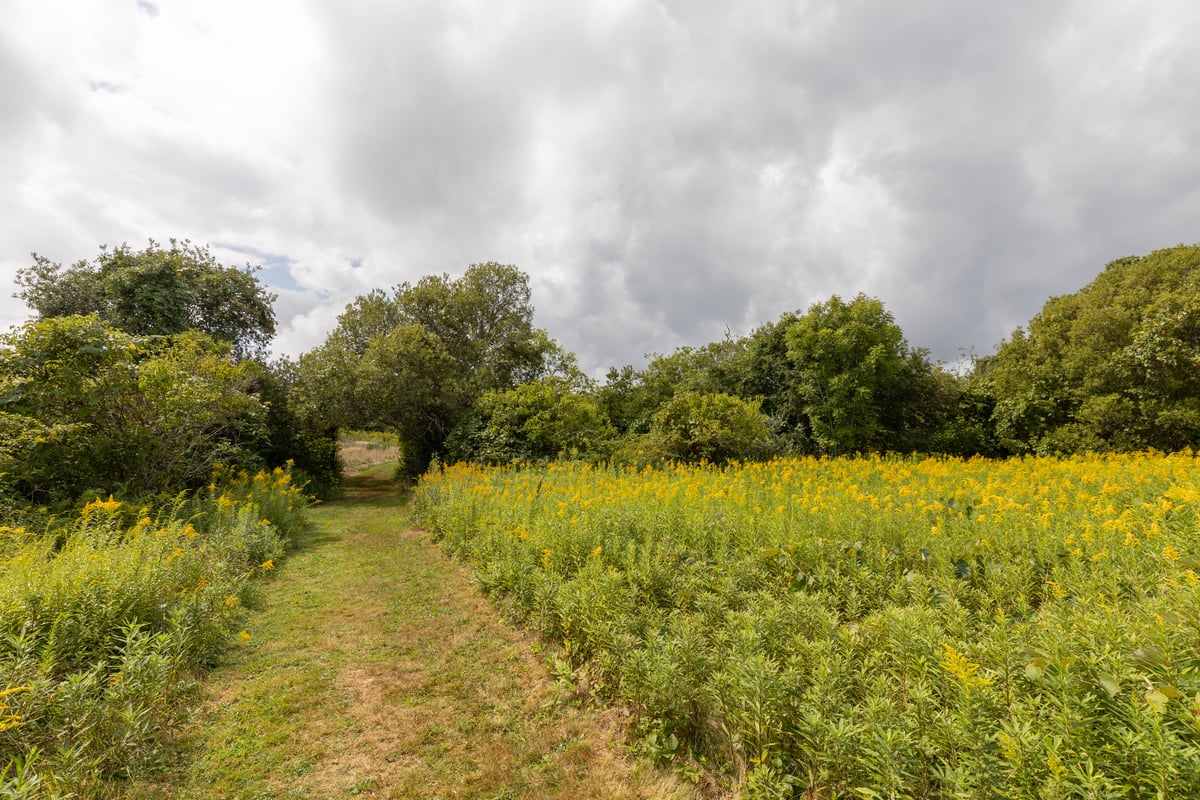 An archway cut from a thicket. A grassy path runs under it.