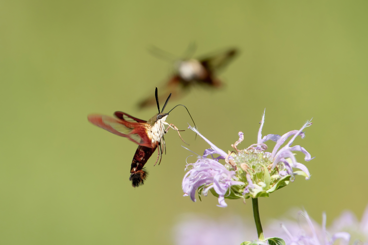 A Clearwing Hummingbird Moth hovering over a light purple-colored flower.