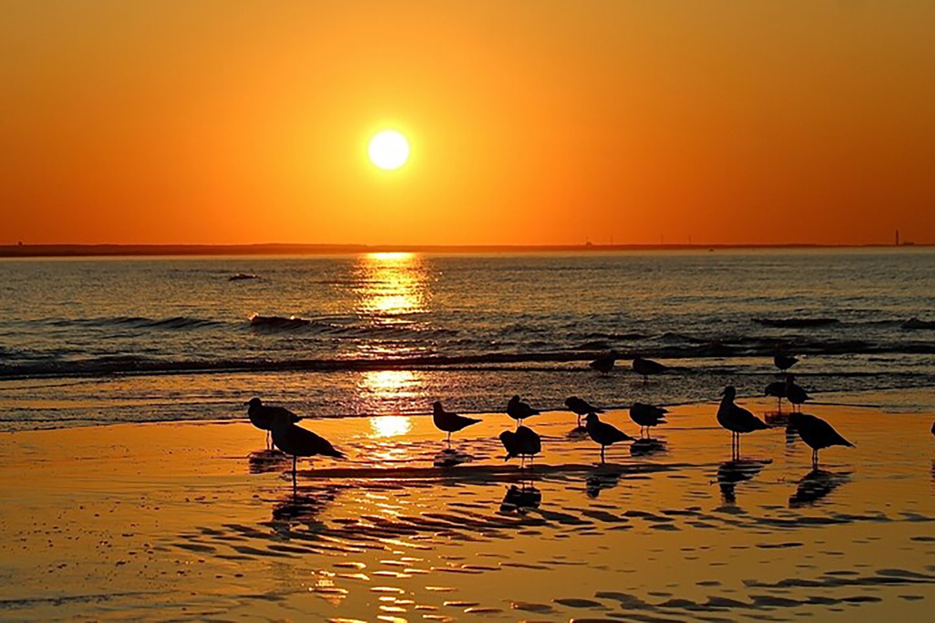 Birds on the beach at sunset