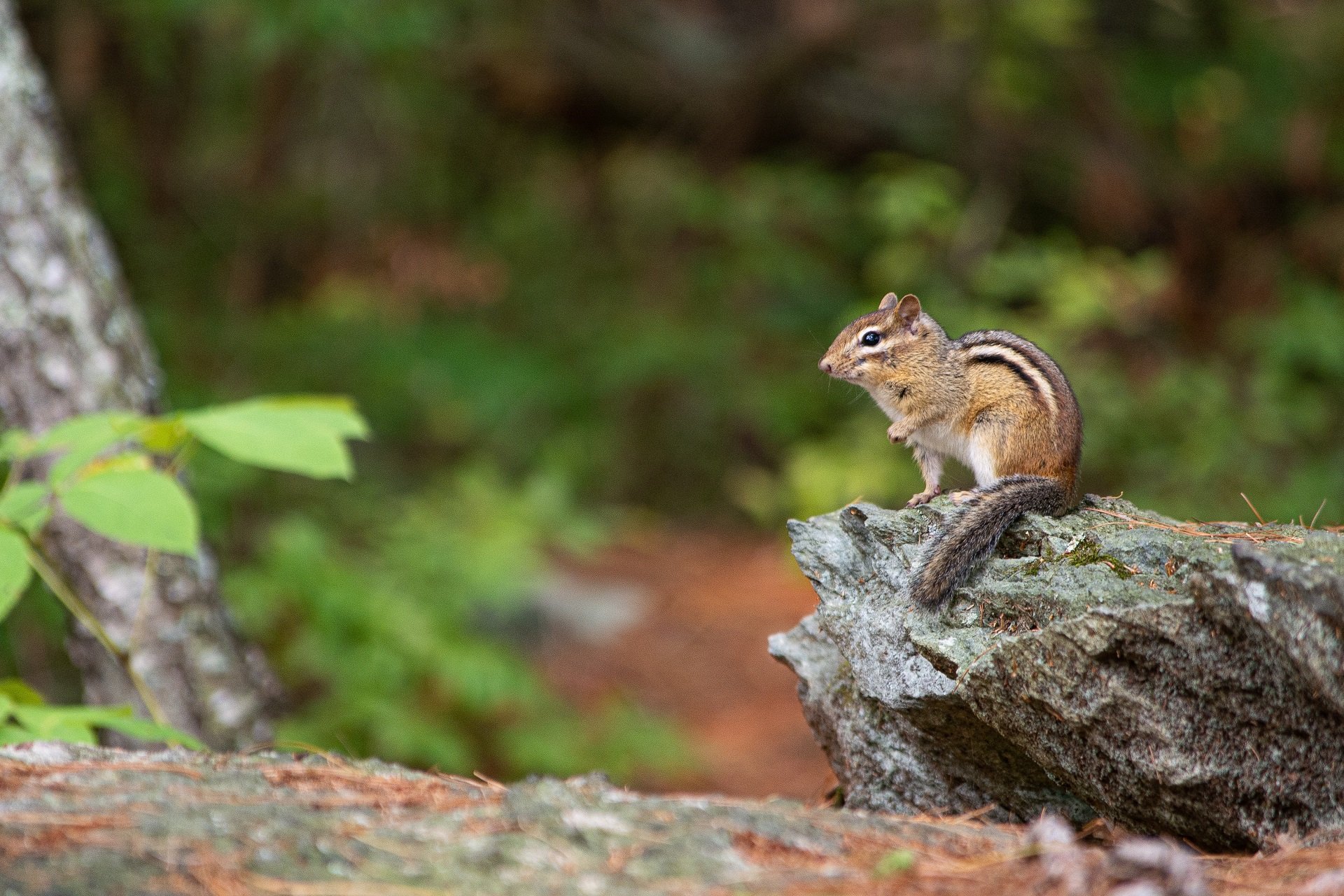Chipmunk with paw raised sitting on a rock on a trail.
