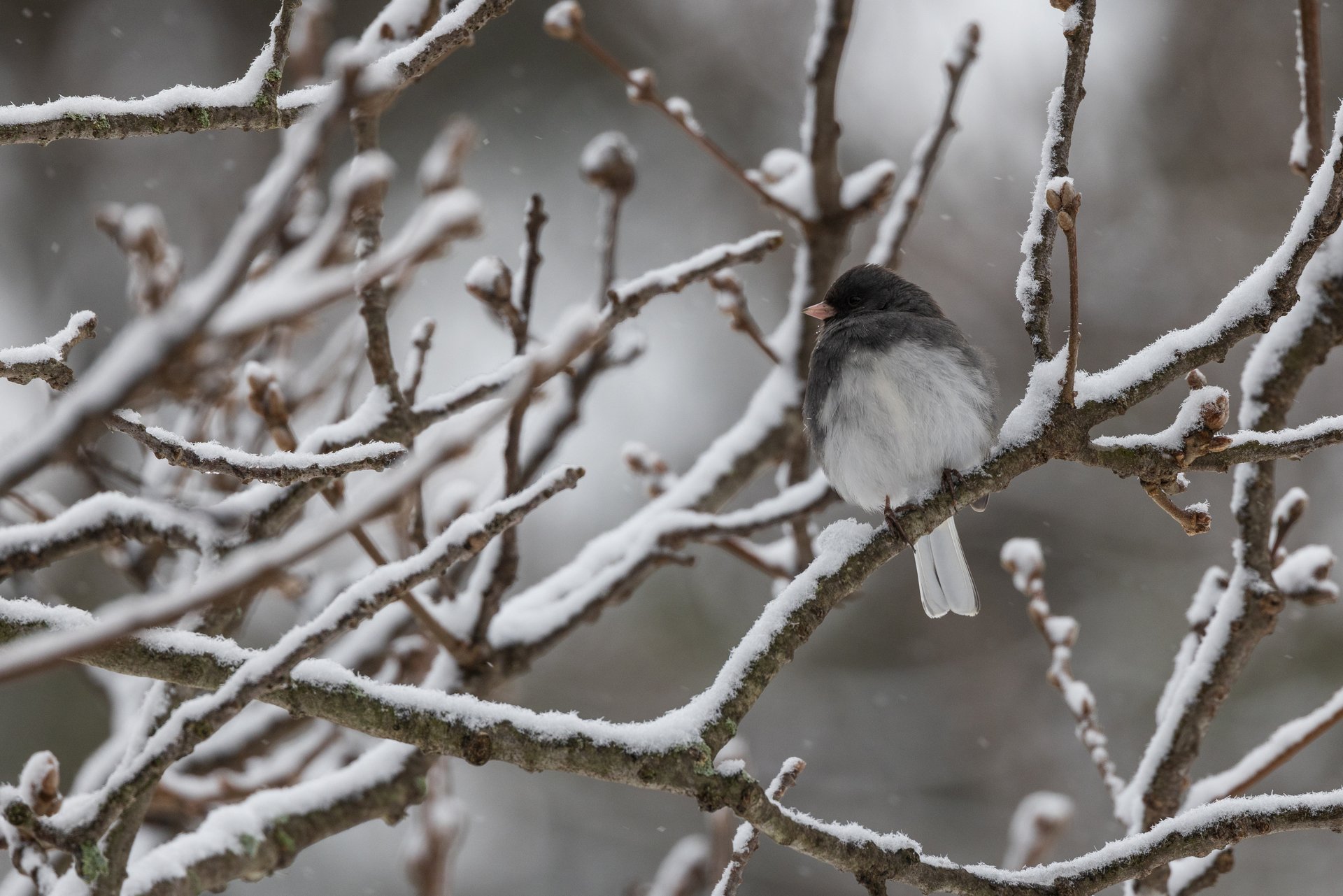 Grey and white bird sitting among snow covered branches