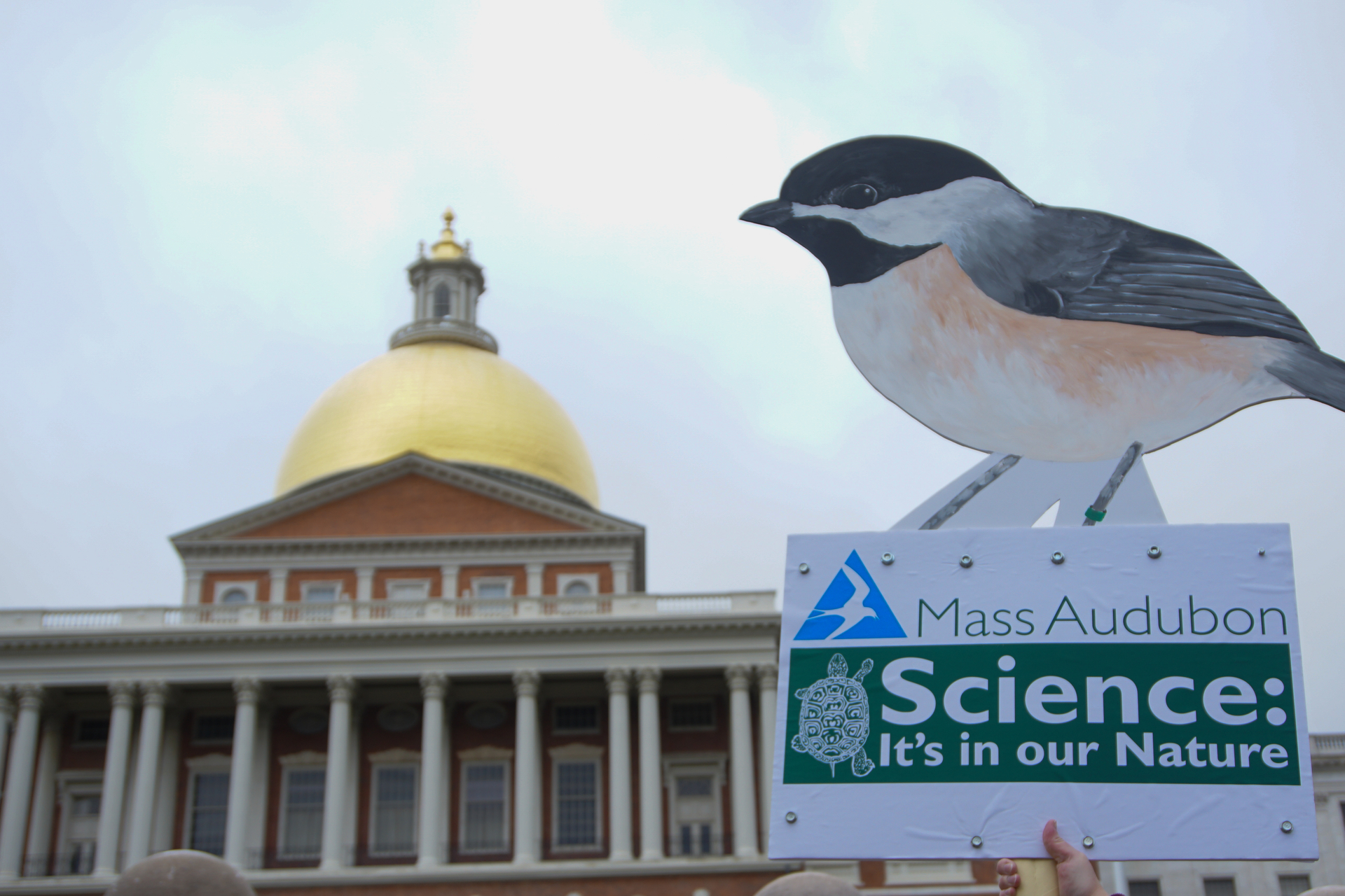 State house in the background with a sign that says, "Mass Audubon, Science: It's in our Nature"