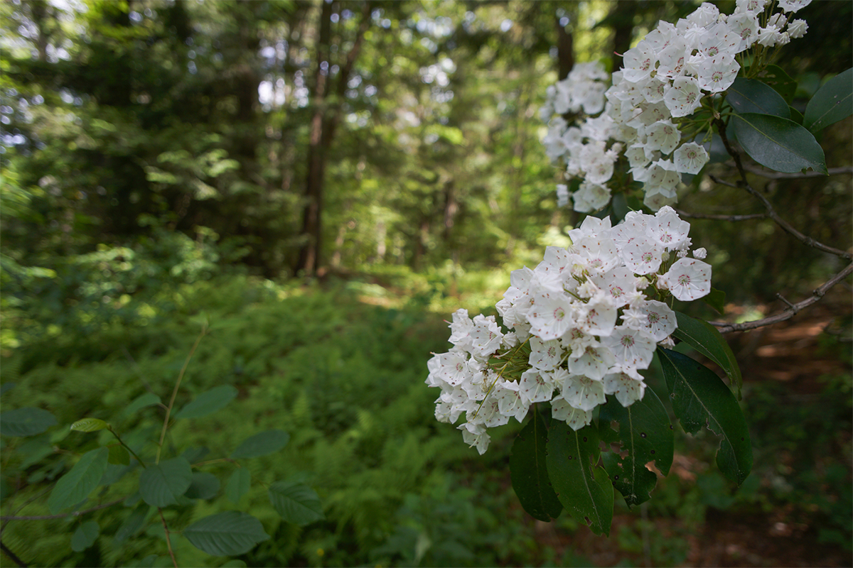 White flowers in focus with green forest in background.