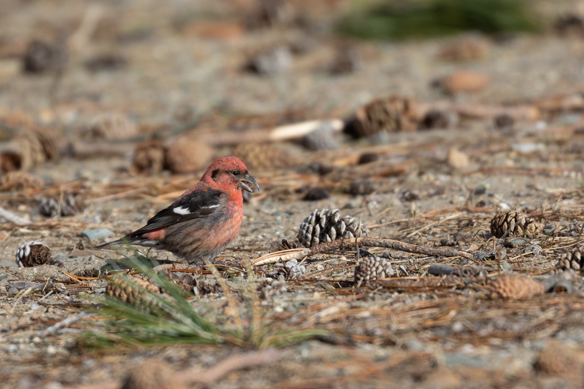 red bird with abnormal beak surrounded by pine cones