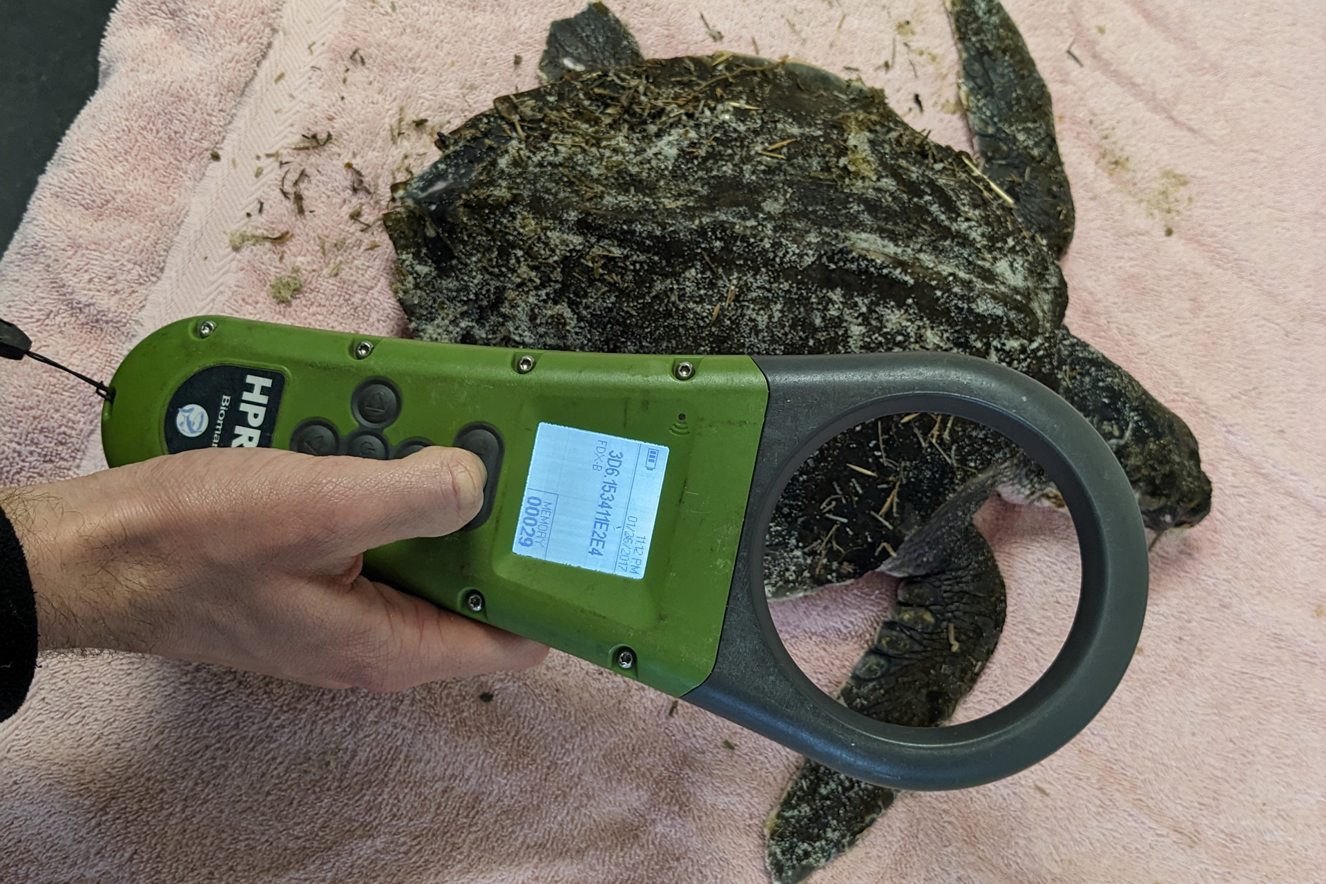 Wellfleet Bay staffer scanning a tagged sea turtle