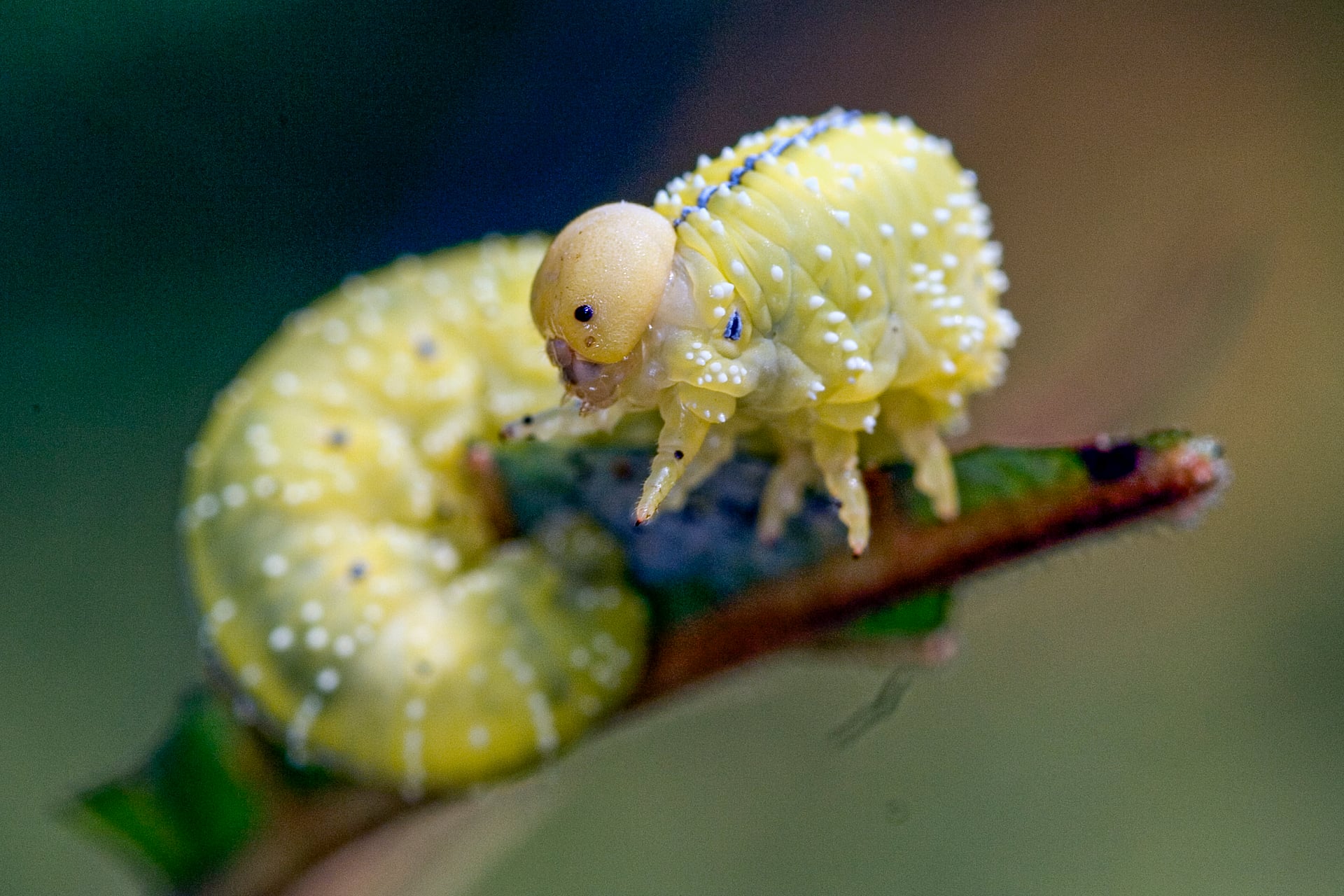 sawfly larva on leaf