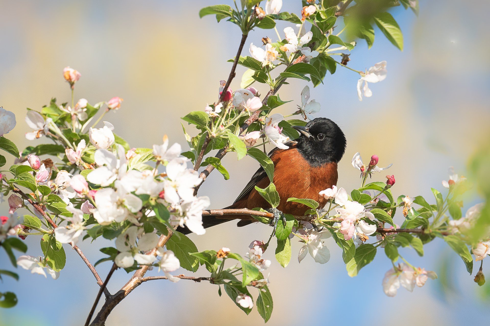 Orchard Oriole sitting on branch among flower blossoms