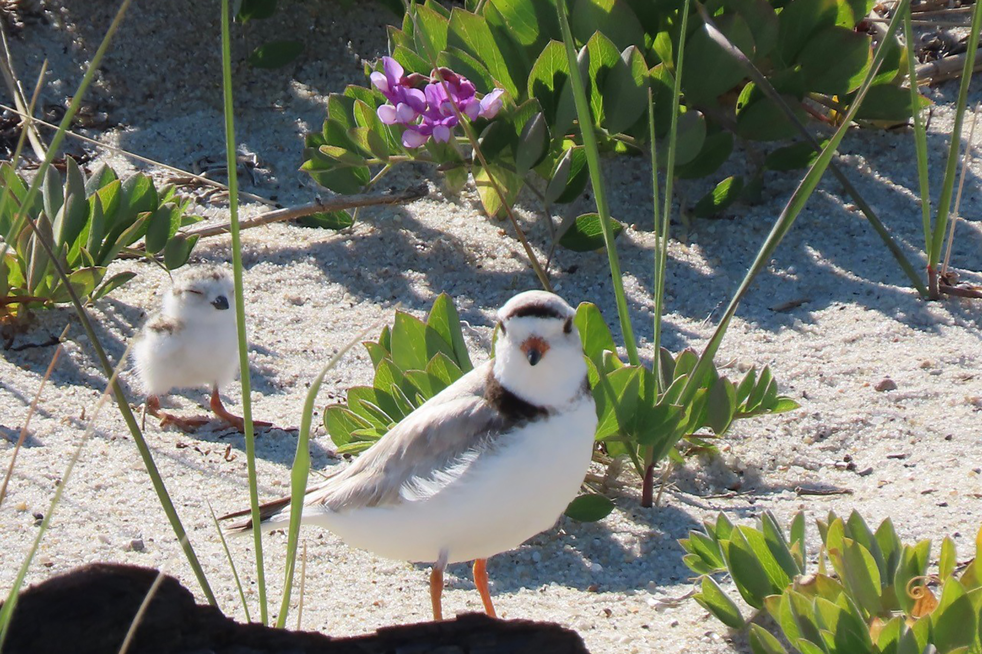 White and gray bird standing on sand and grass with a fluffy chick standing behind it