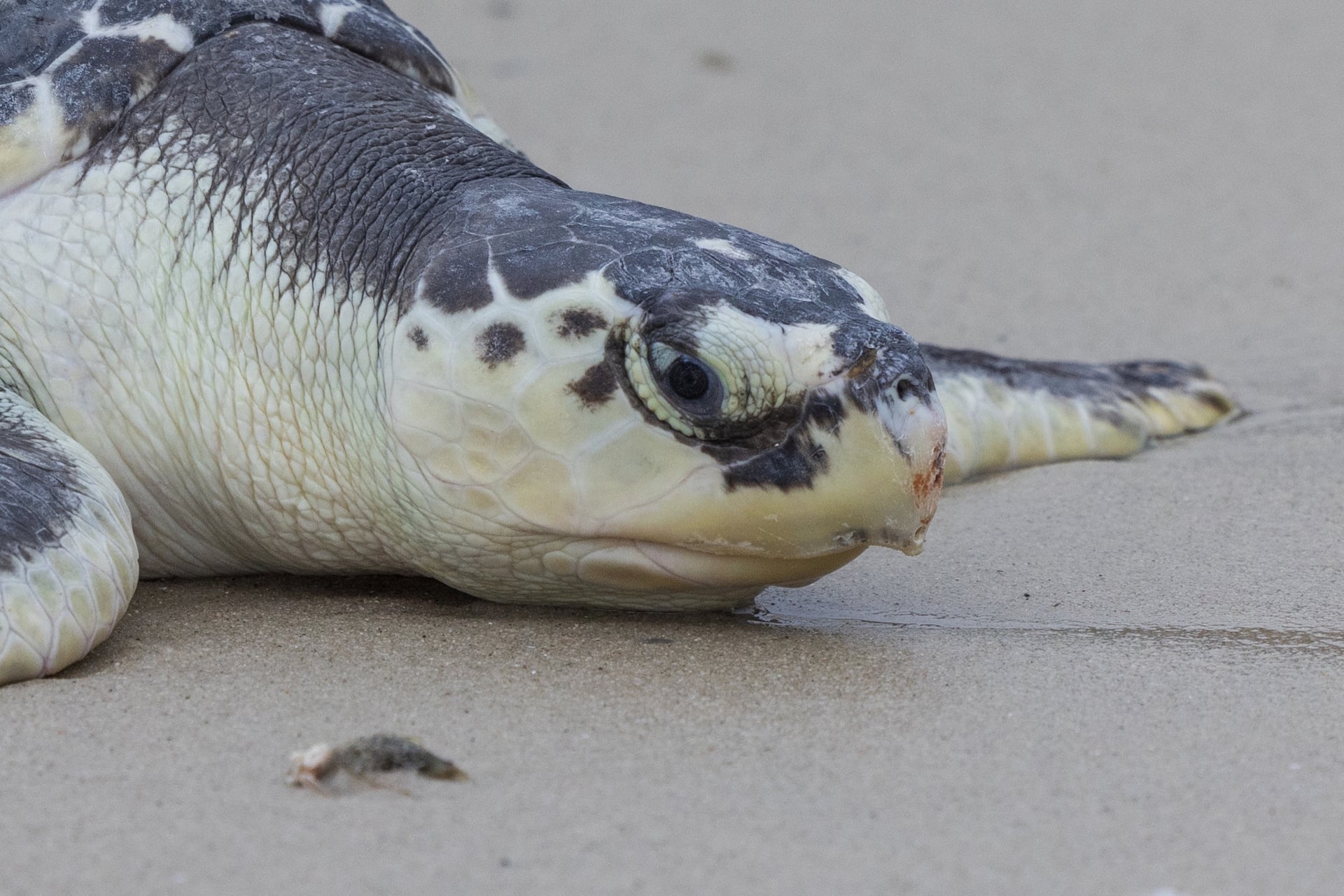Closeup of a sea turtle on wet sand