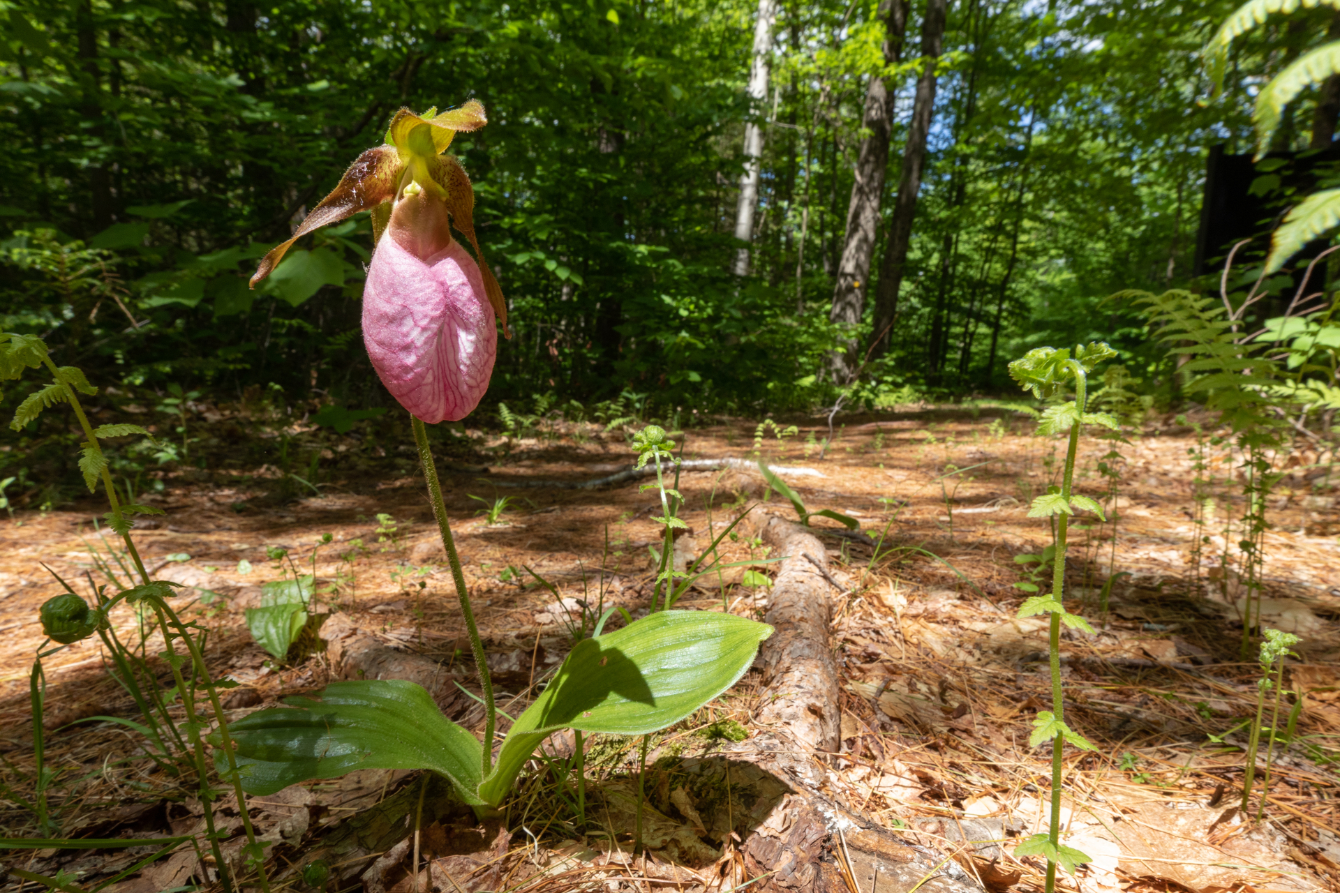 Pink Lady's Slipper in a forest clearing.