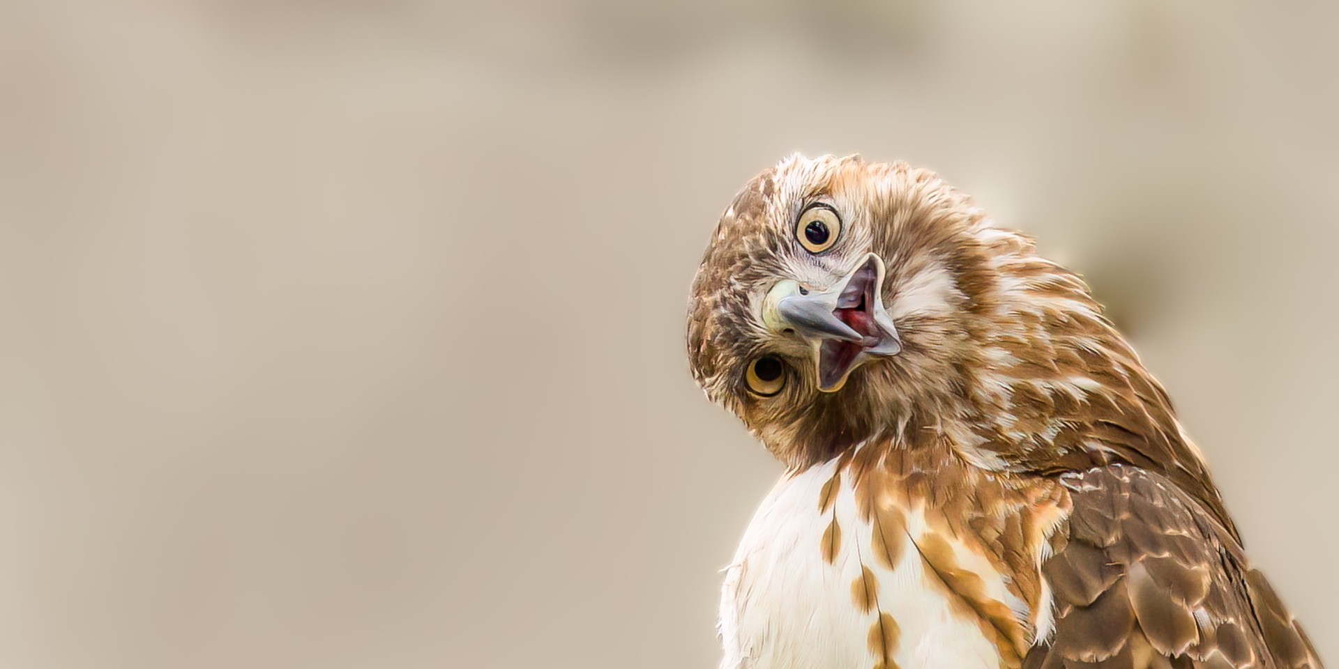 Hawk making inquisitive face