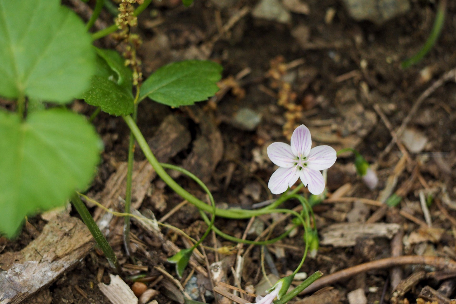 white flower on forest floor