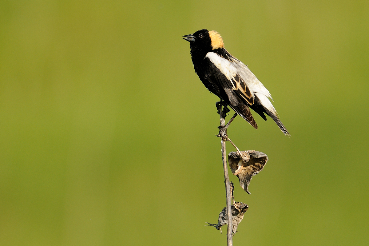 A Bobolink on top of a dead stem.