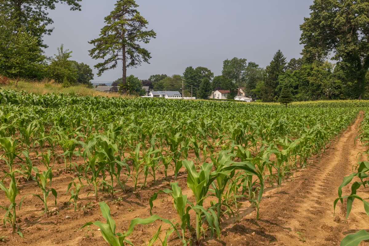 Crops growing at Pawtucket