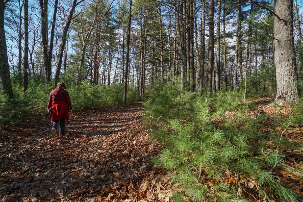 Person with a red flannel walking on a path covered with fallen leaves. Bare trees surround the path.