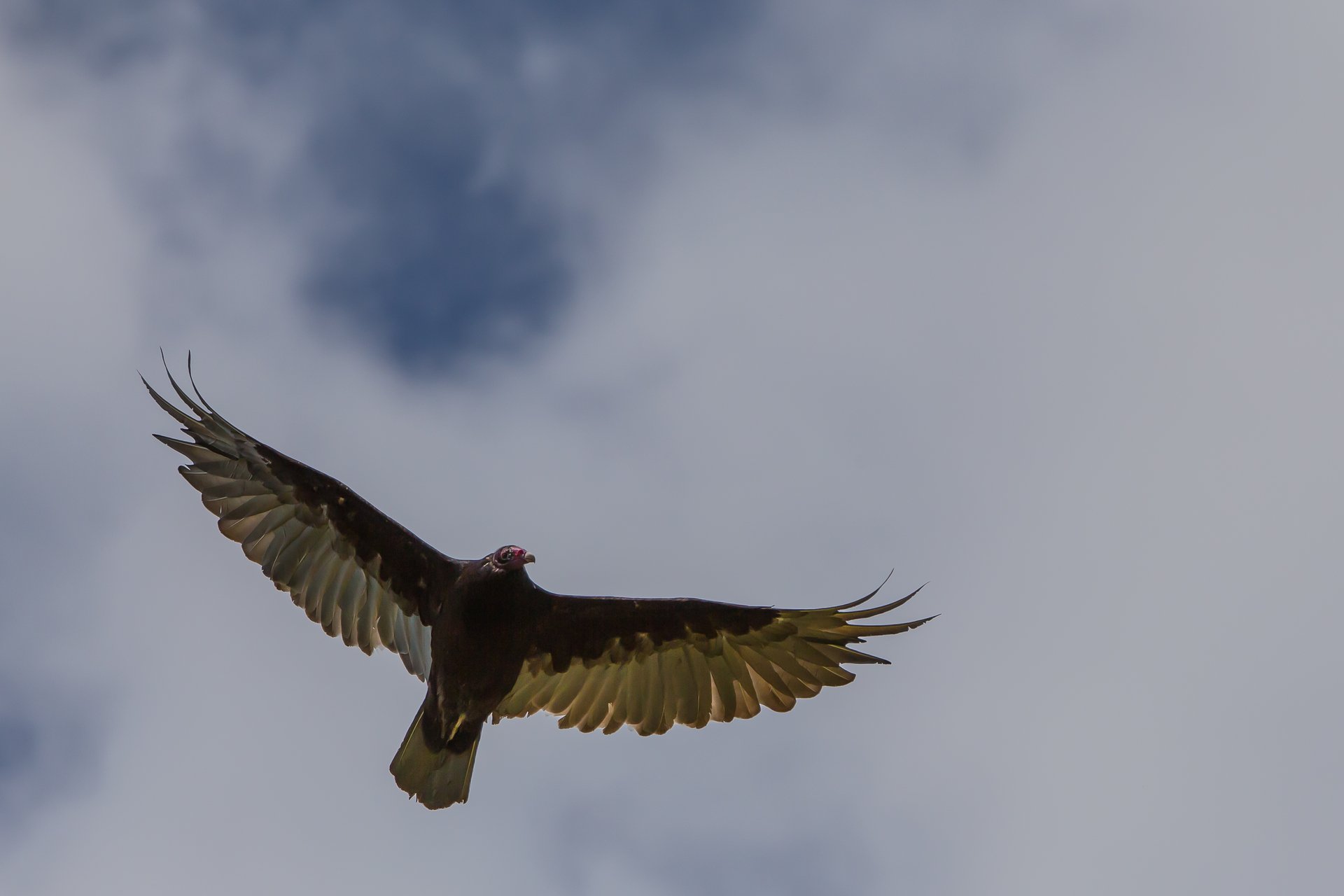 Turkey Vulture flying from below