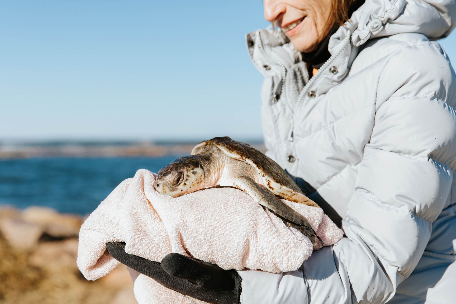 Wellfleet Bay staffer holding a sea turtle in a towel