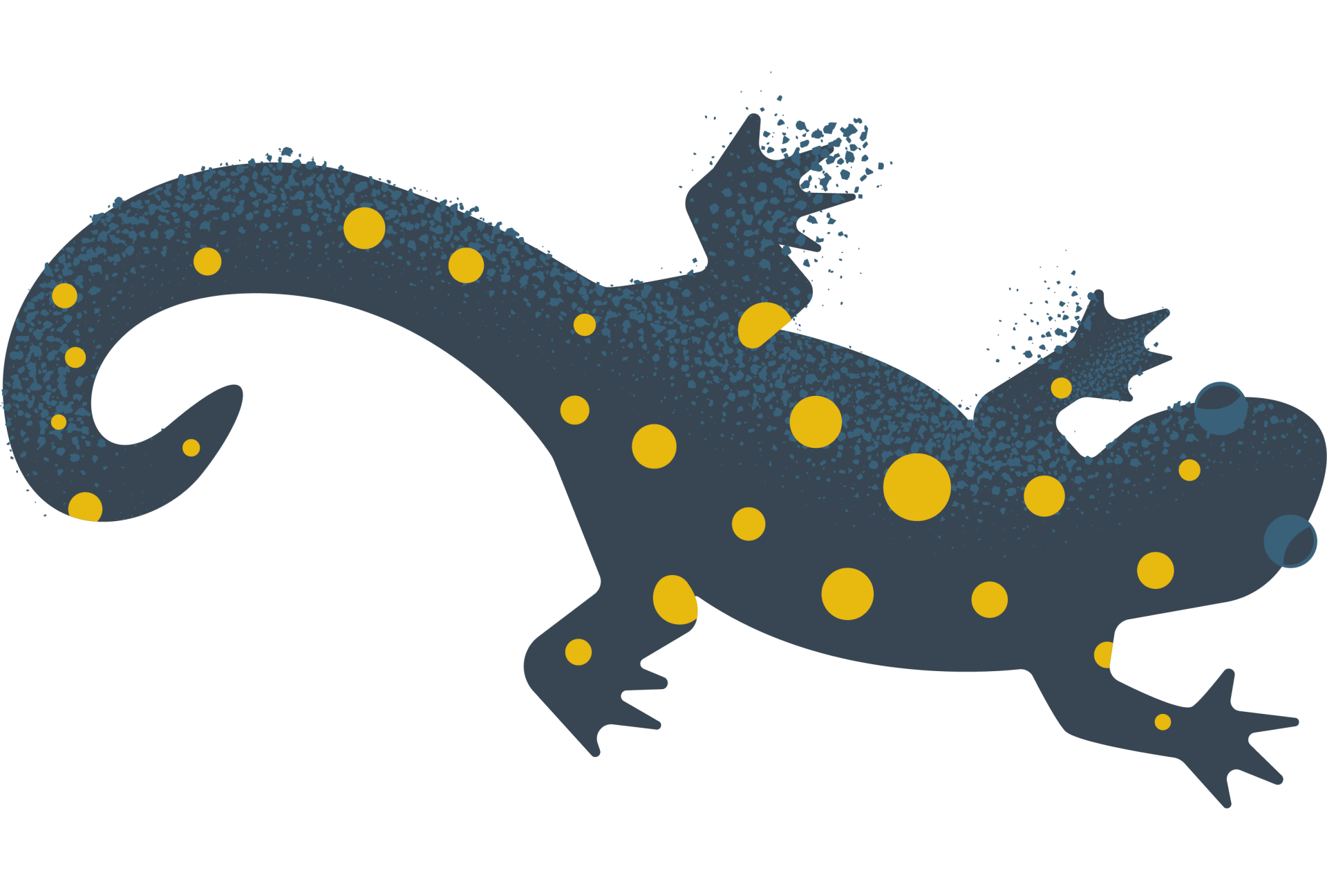 Spotted Salamander Graphic