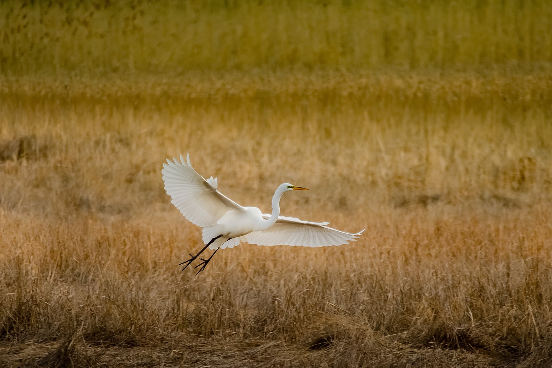 great egret flying with wings outstretched