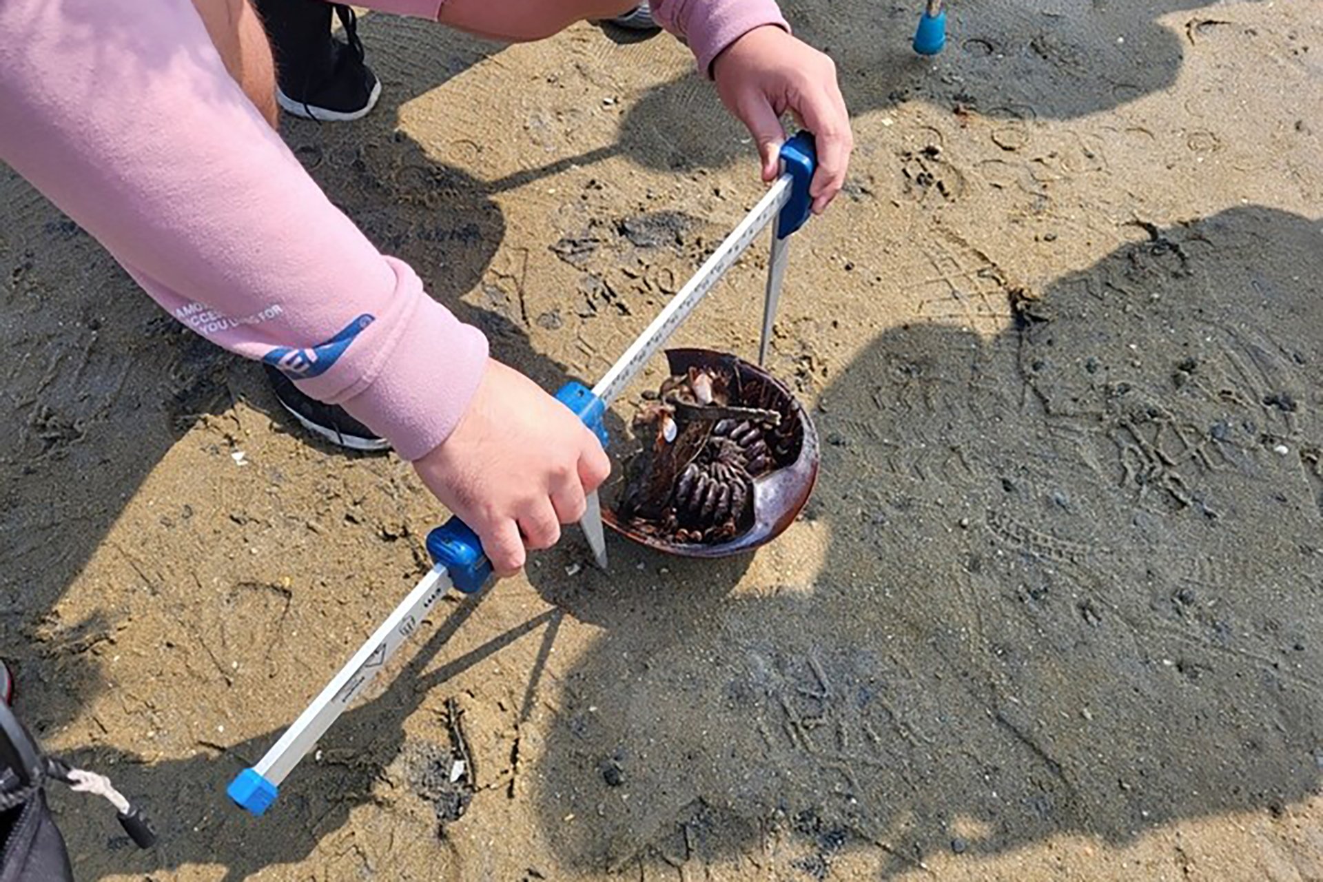 Measuring the size of a horseshoe crab