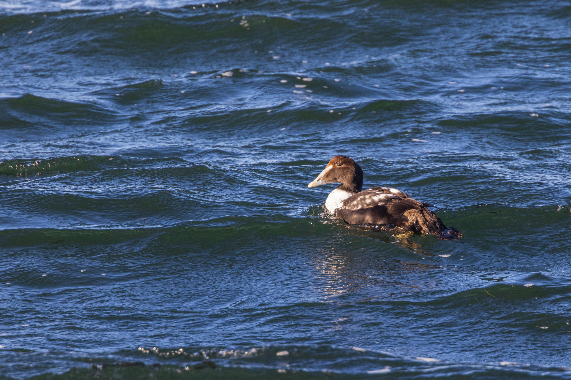 Common Eider in water