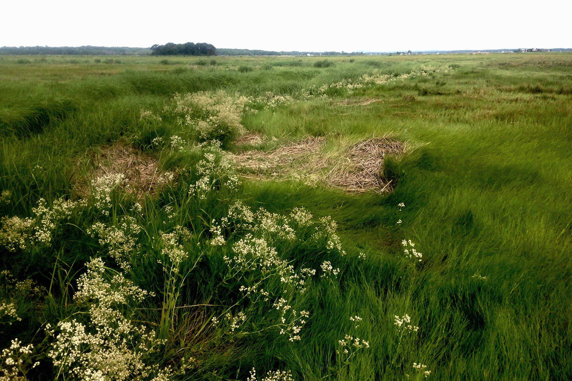 Perennial pepperweed in the grass at Barnstable Great Marsh