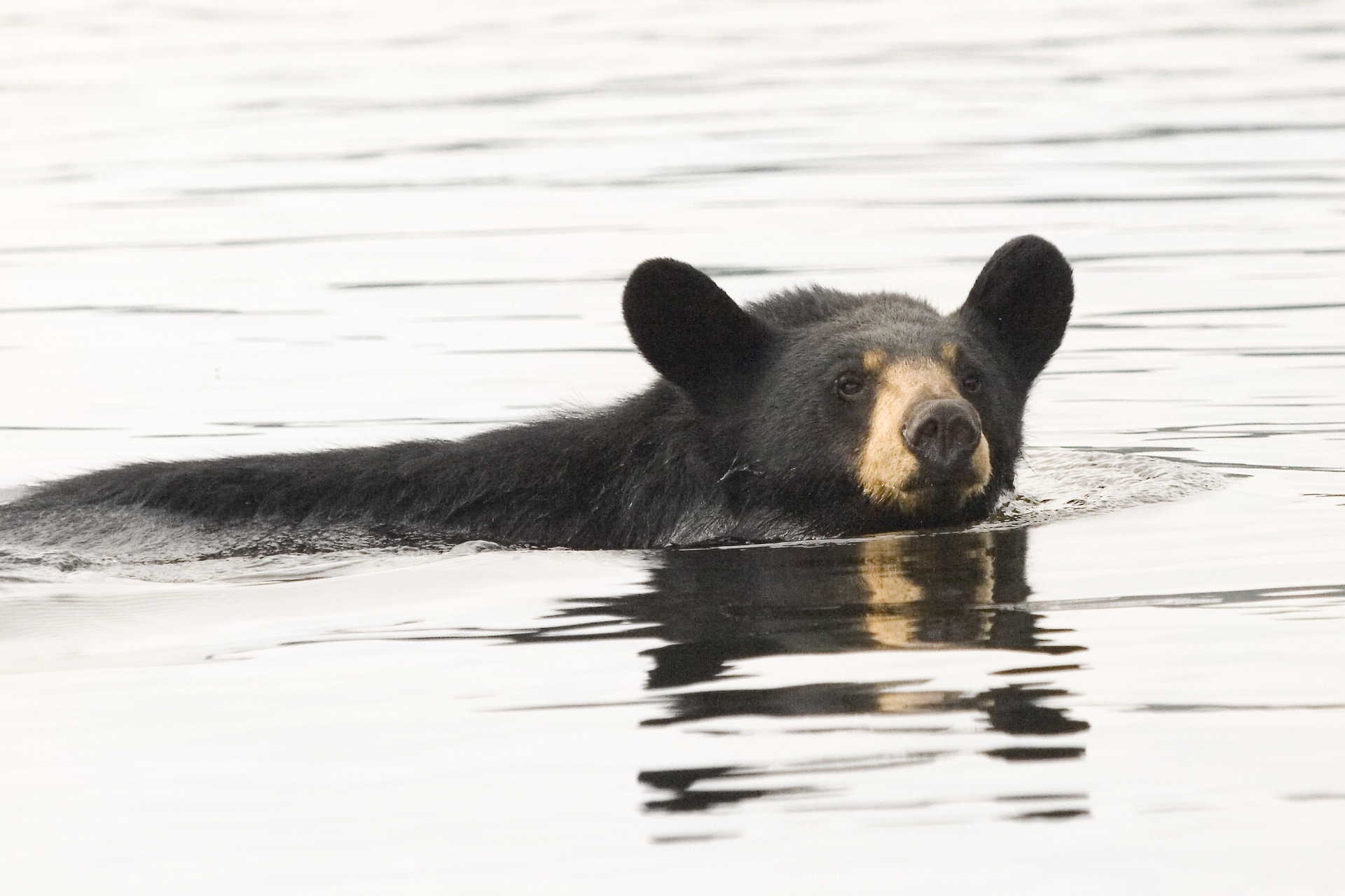 A large black bear with a brown snout swimming.