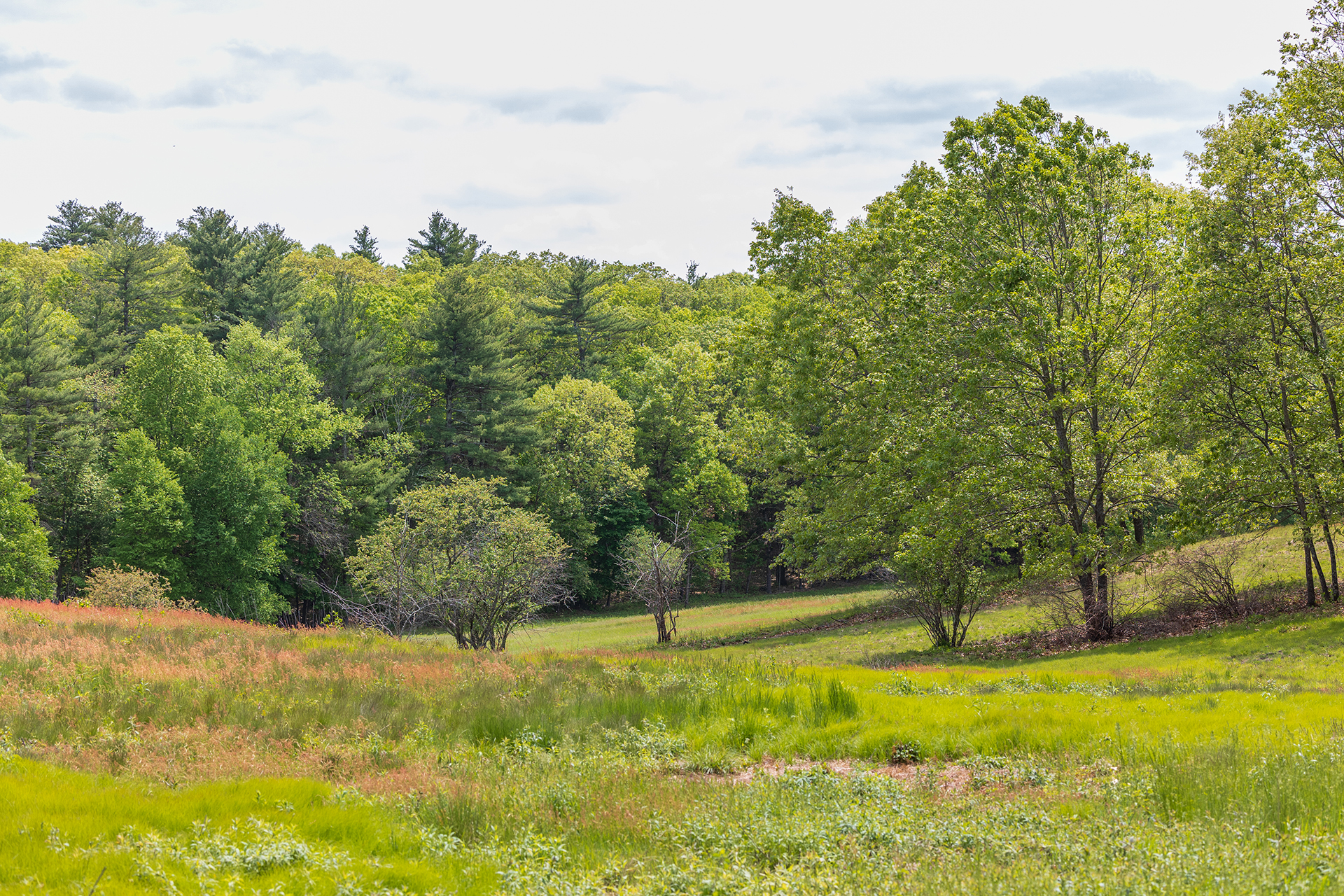 A lush green meadow studded with trees in the middle distance