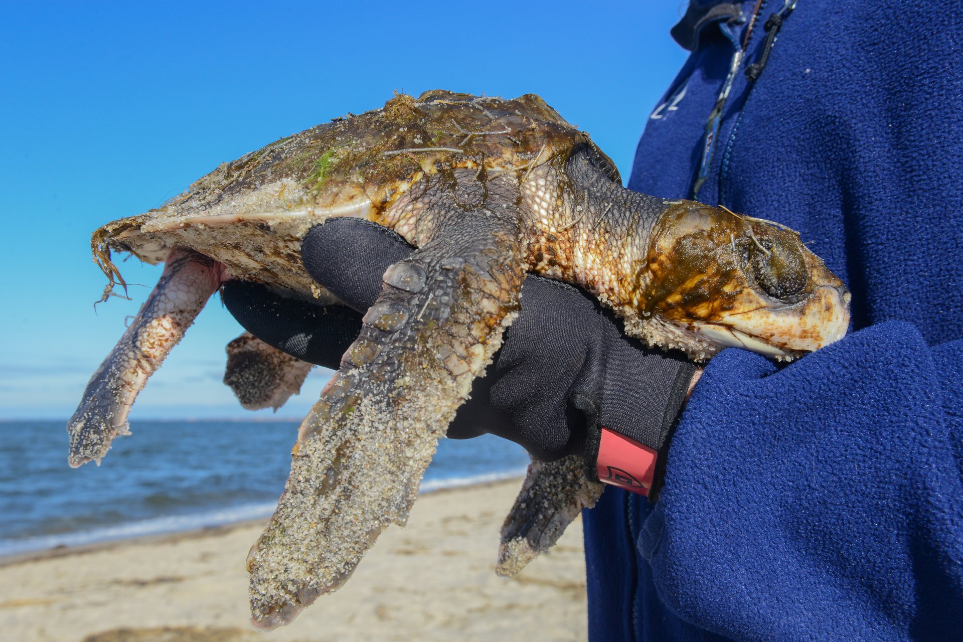 staff holding cold stunned sea turtle