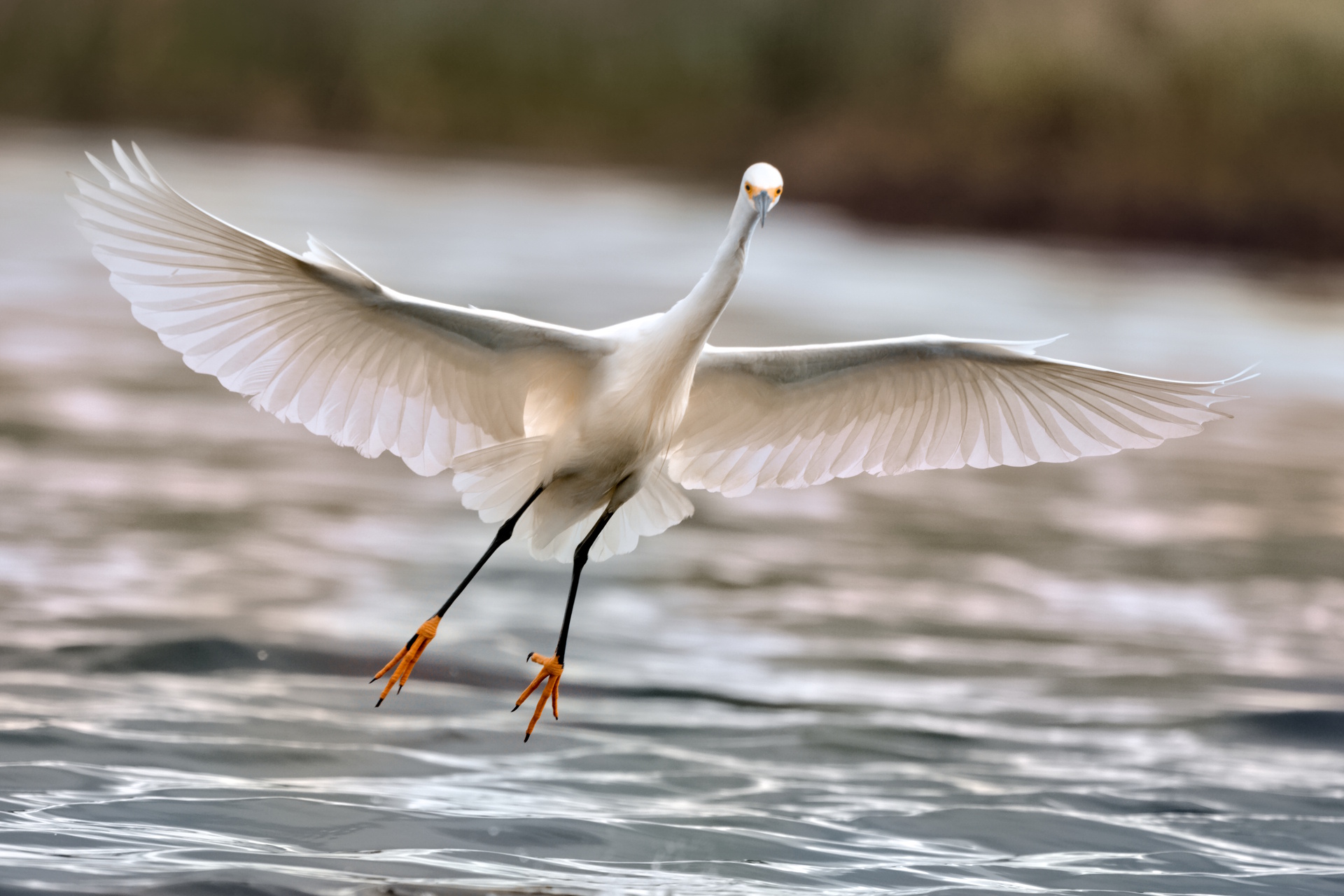 Bird flying above water with its wings spread wide © Dennis Durette