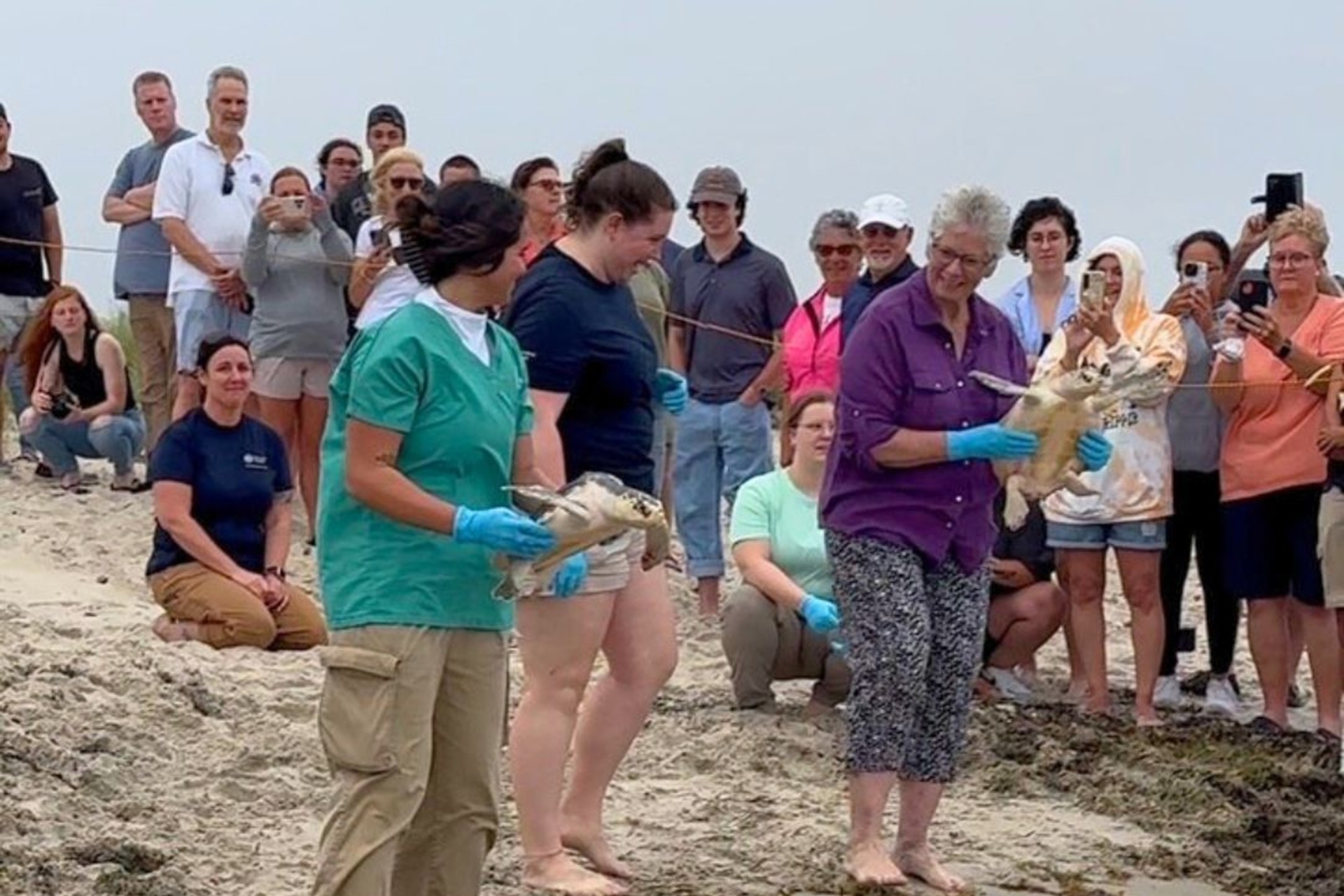 Wellfleet Bay volunteer Lois Bartels holding a sea turtle before release