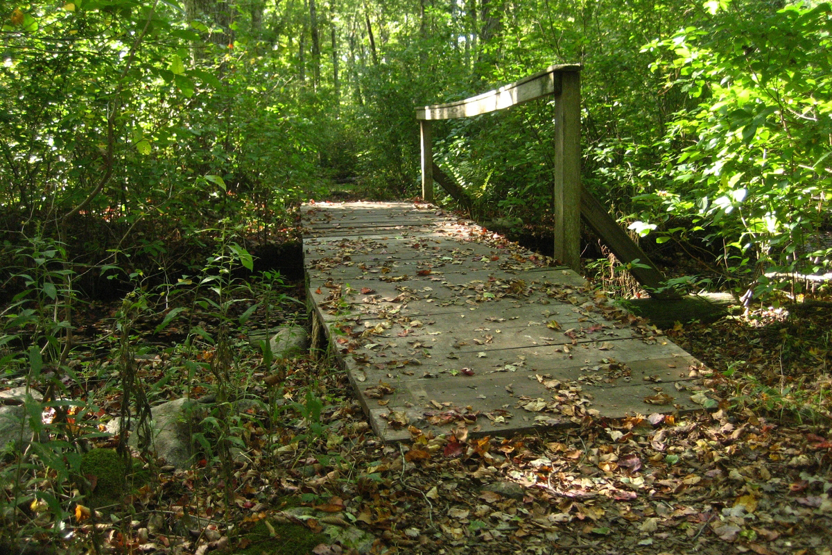 Boardwalk with leaves through a green forest